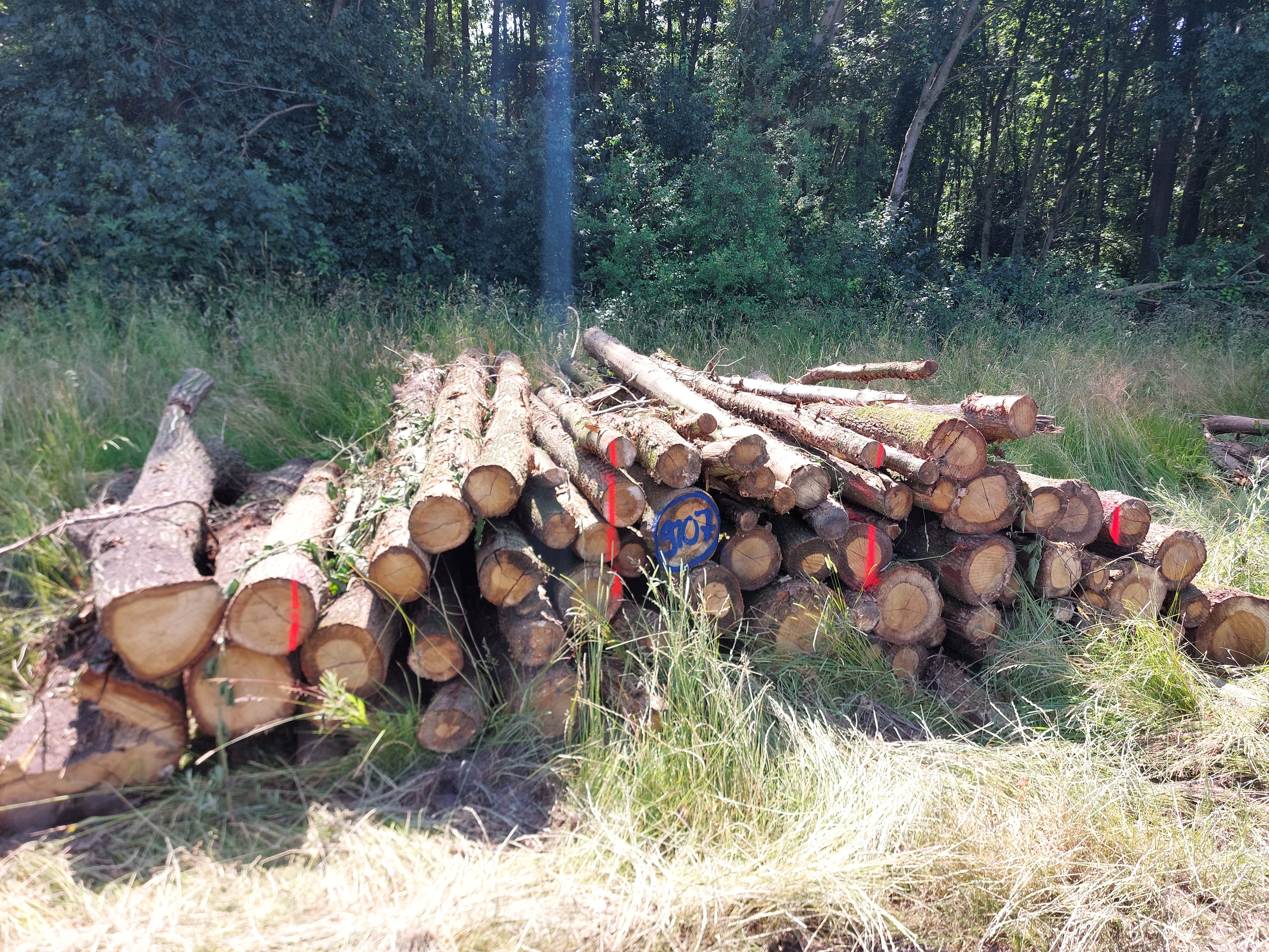 Eiche, Polter-Nr. 9107