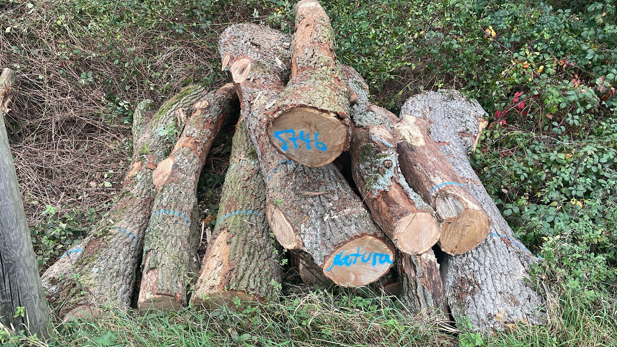 Eiche, Polter-Nr. 5746