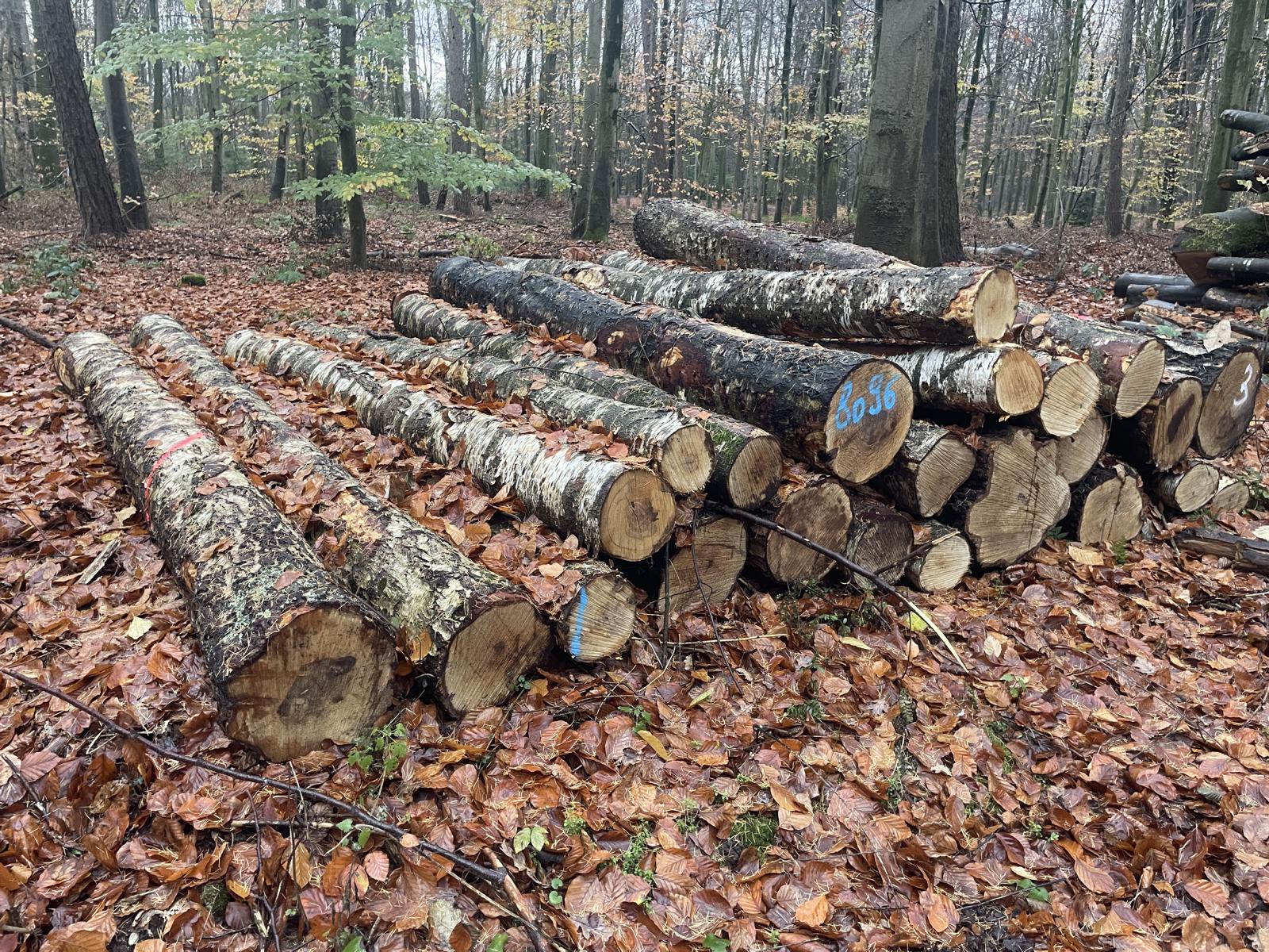 Birke, Polter-Nr. 8096