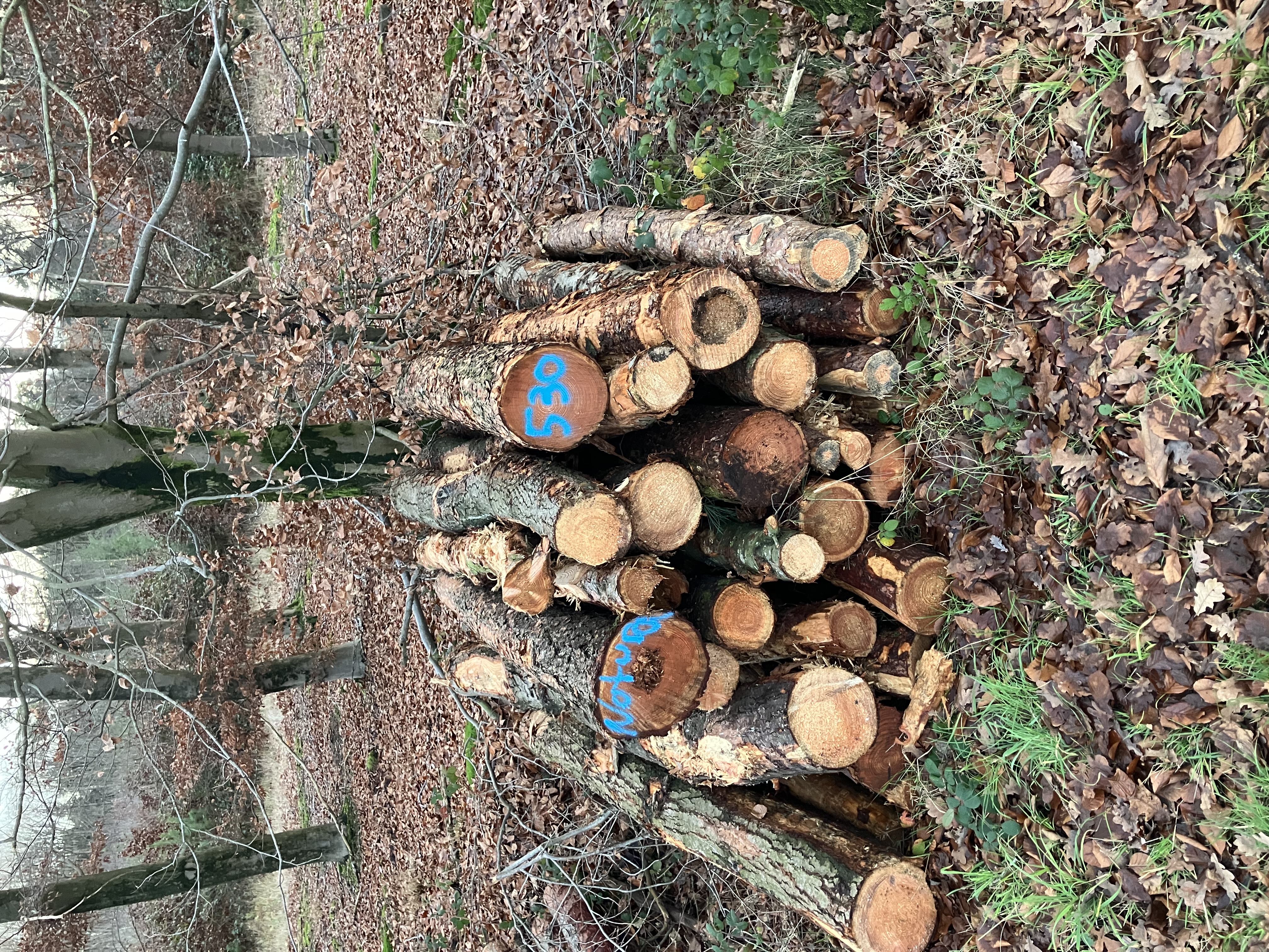 Lärche, Polter-Nr. 530