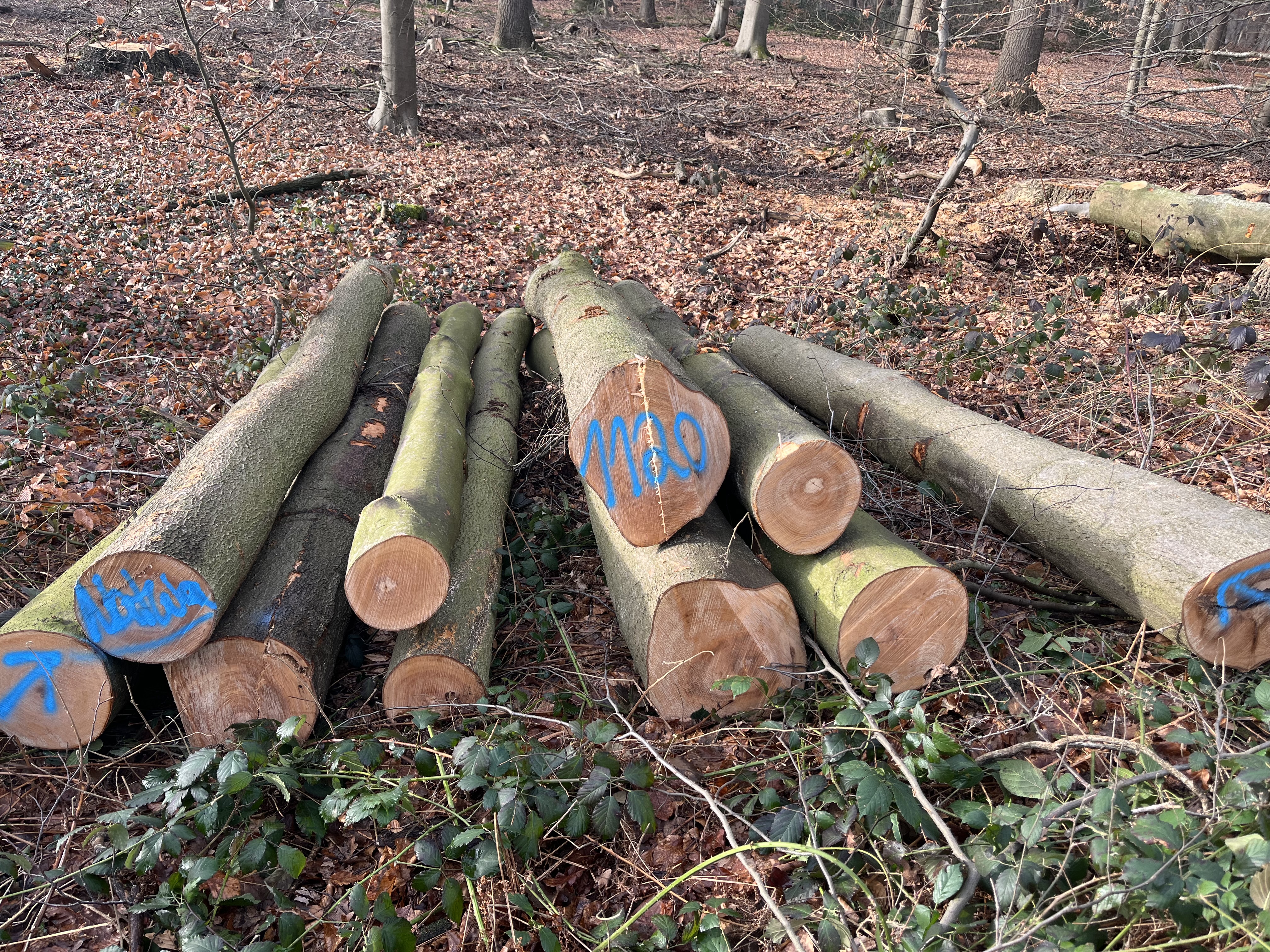 Buche, Polter-Nr. 1120