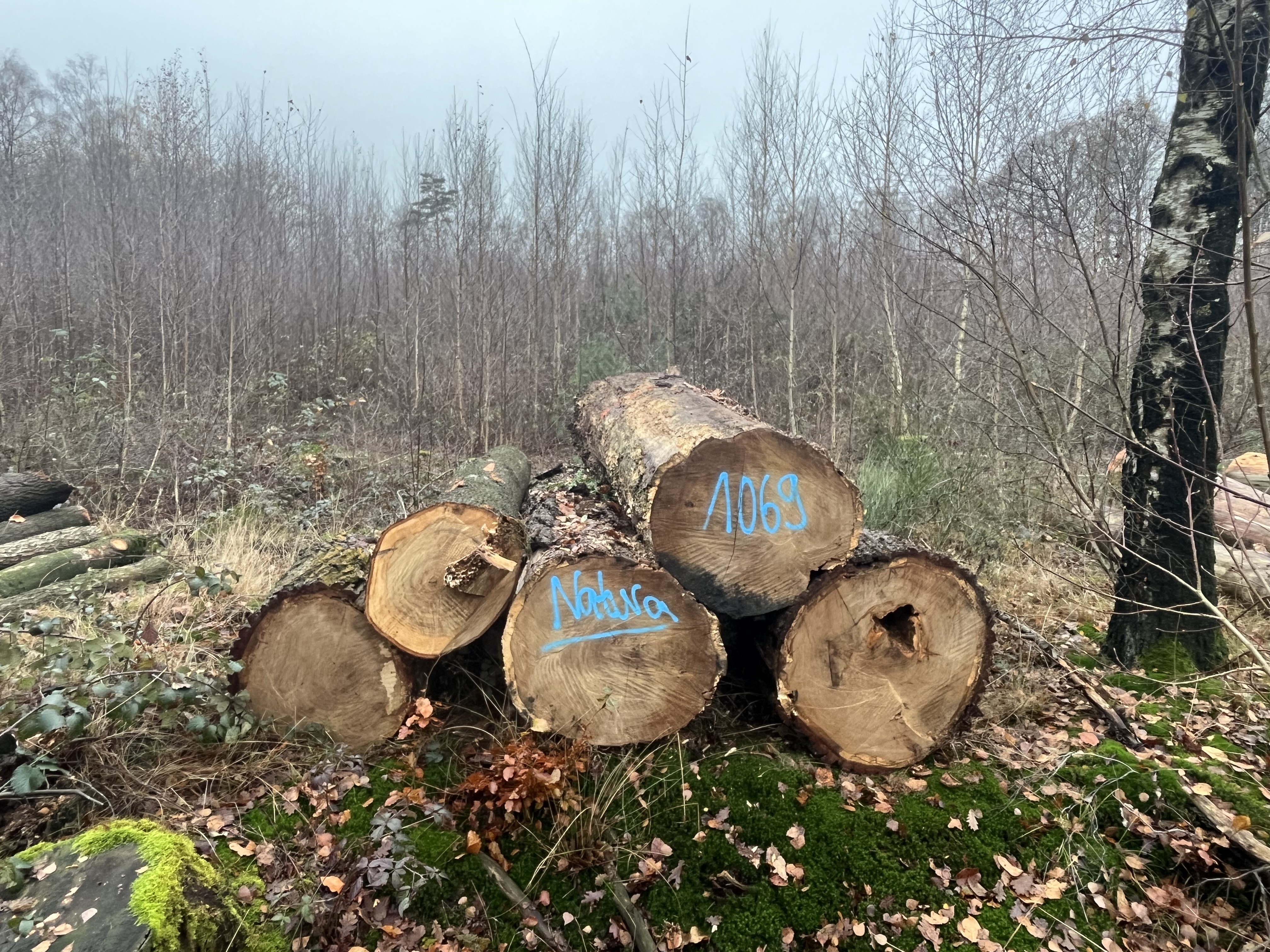 Eiche, Polter-Nr. 1069