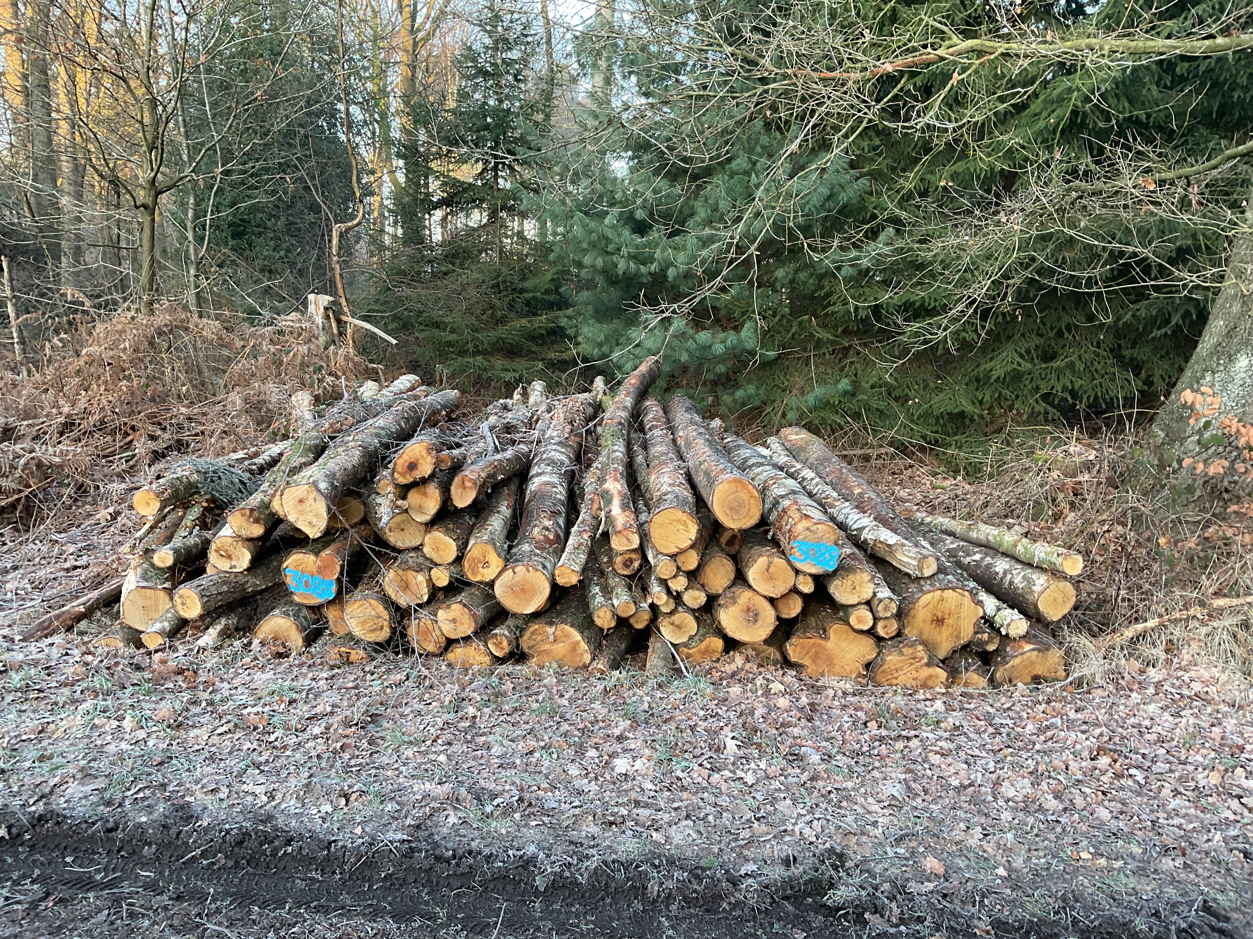 Birke, Polter-Nr. 3088