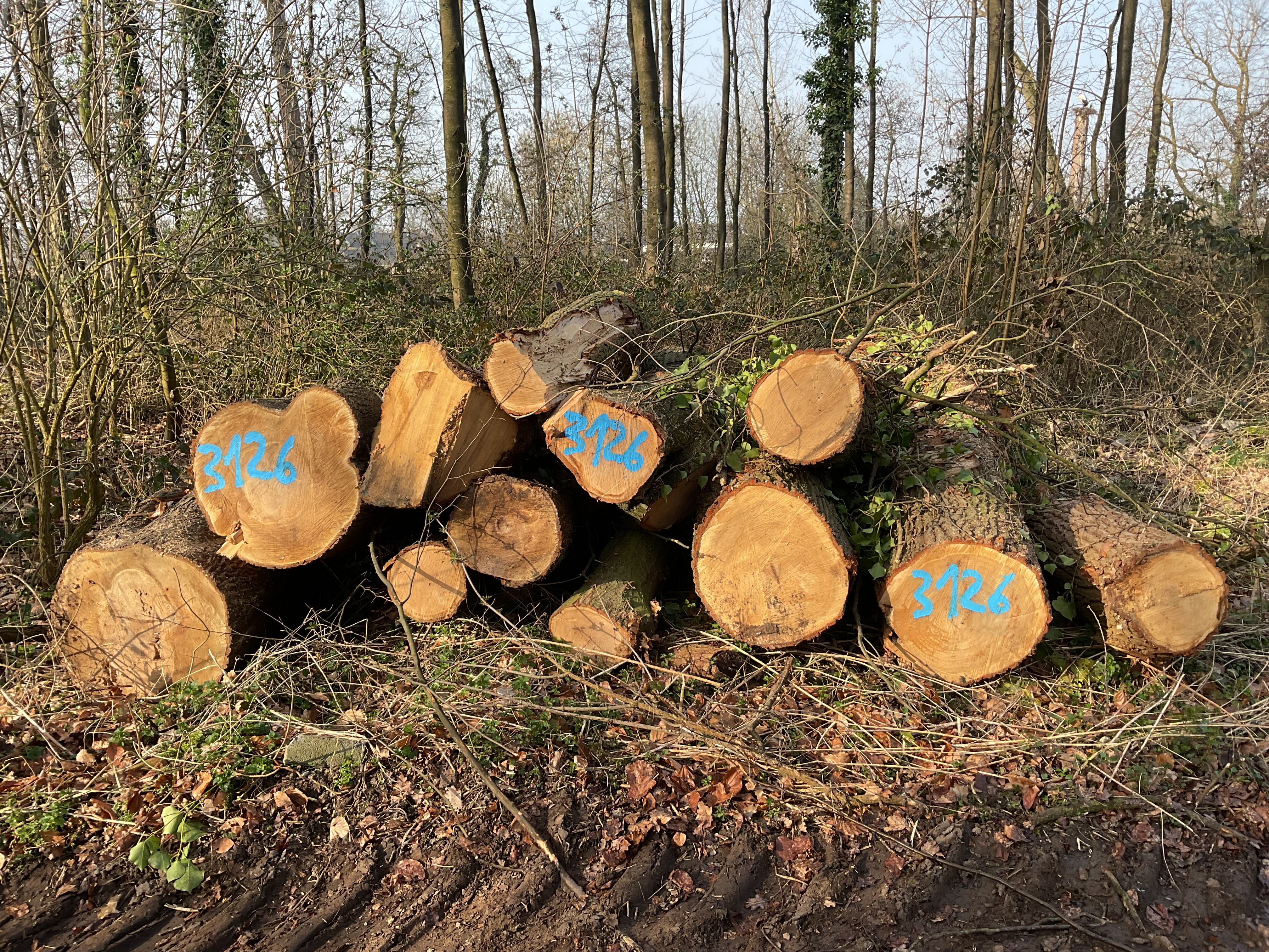 Eiche/Roteiche/Spitzahorn, Polter-Nr. 3126