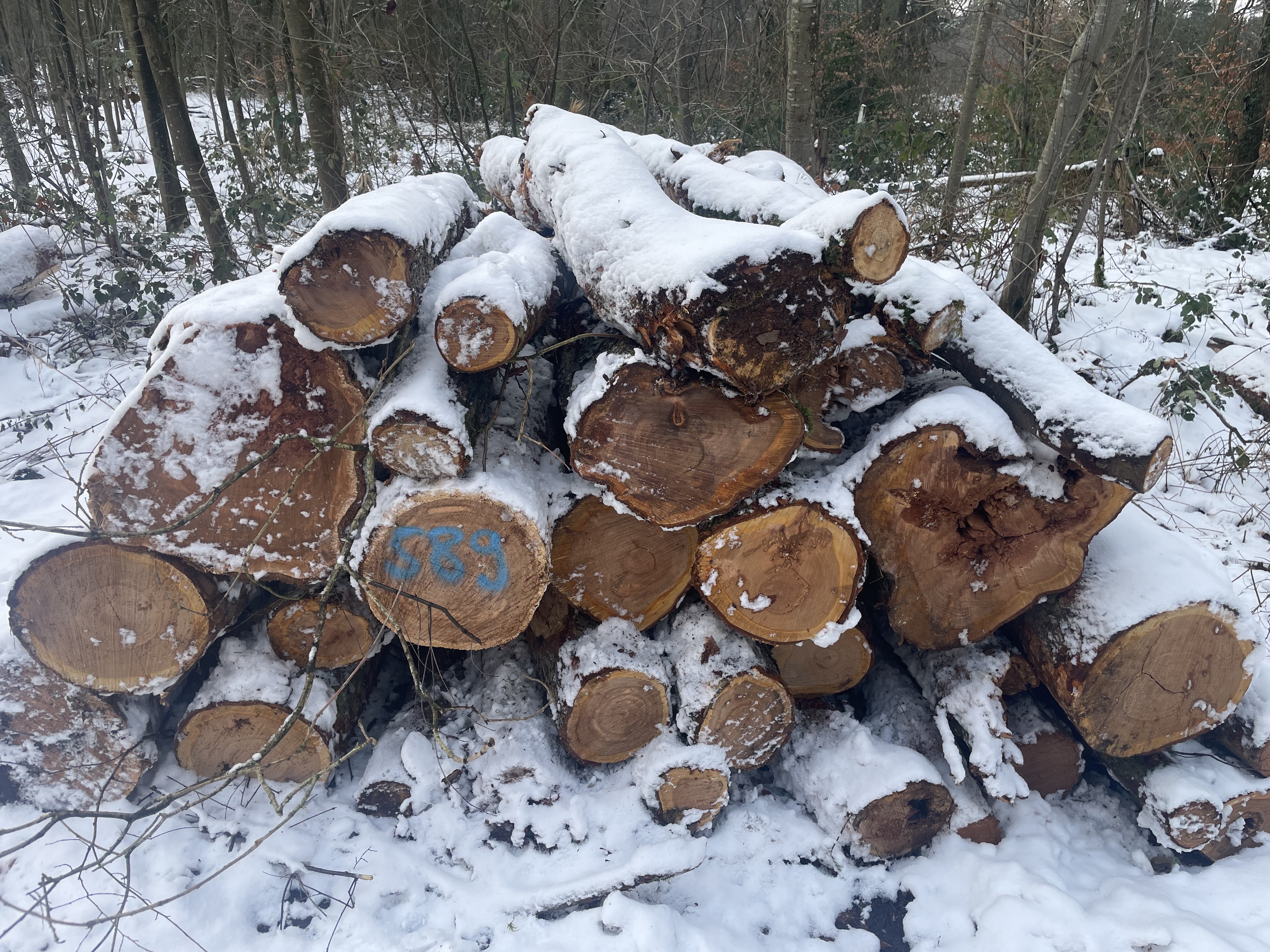 Kirsche, Polter-Nr. 589