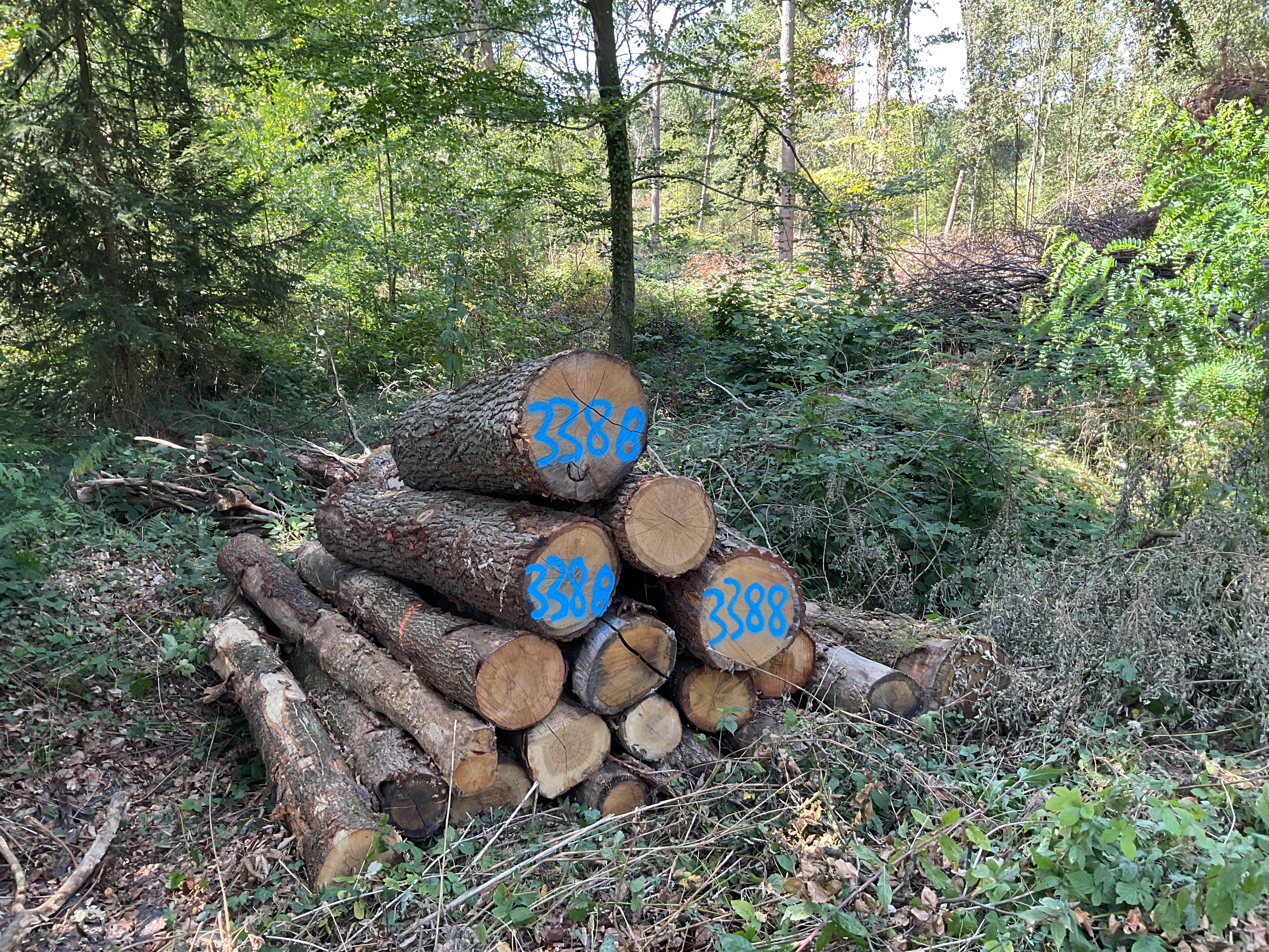 Eiche, Polter-Nr. 3388