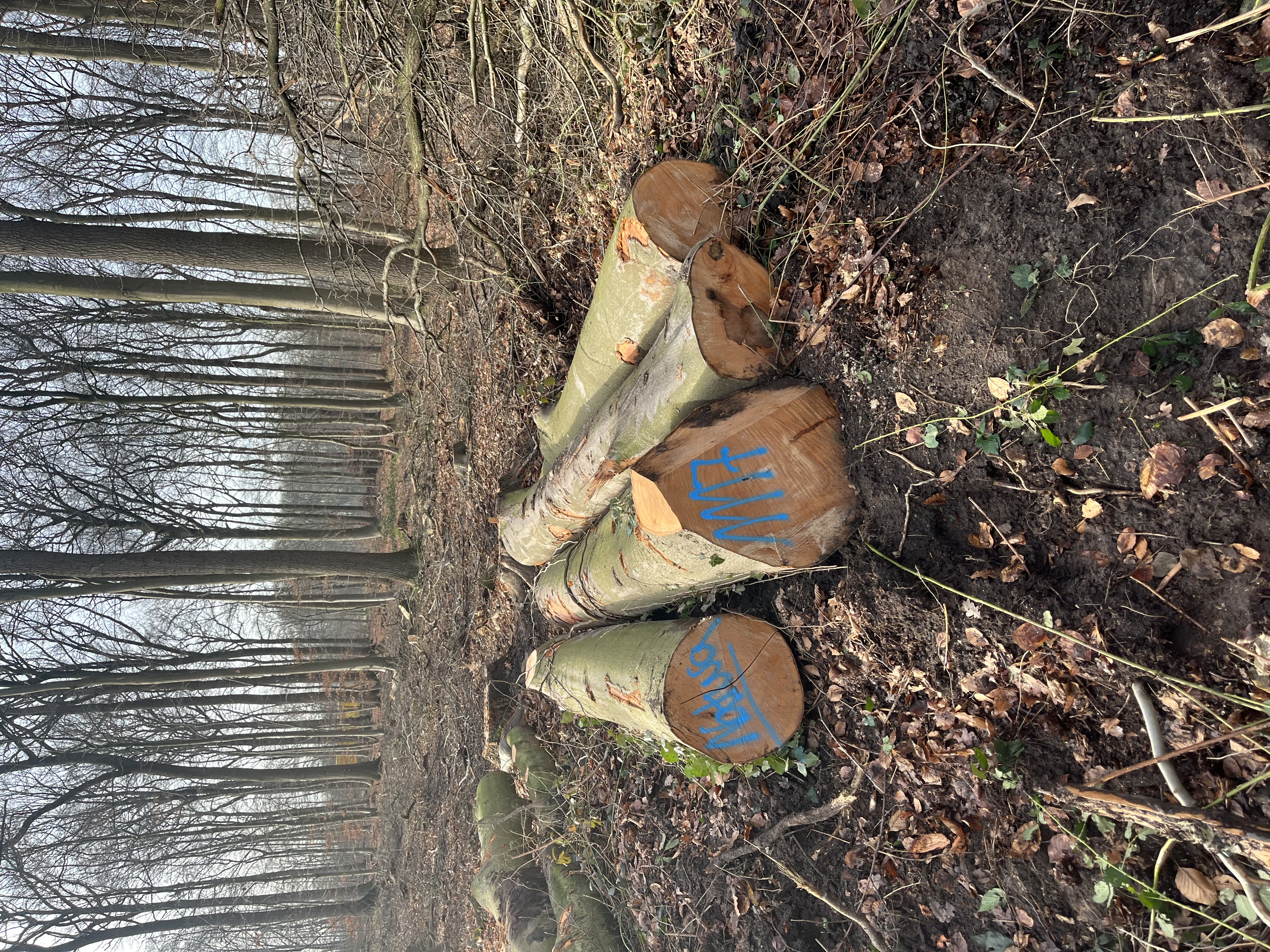 Buche, Polter-Nr. 1117