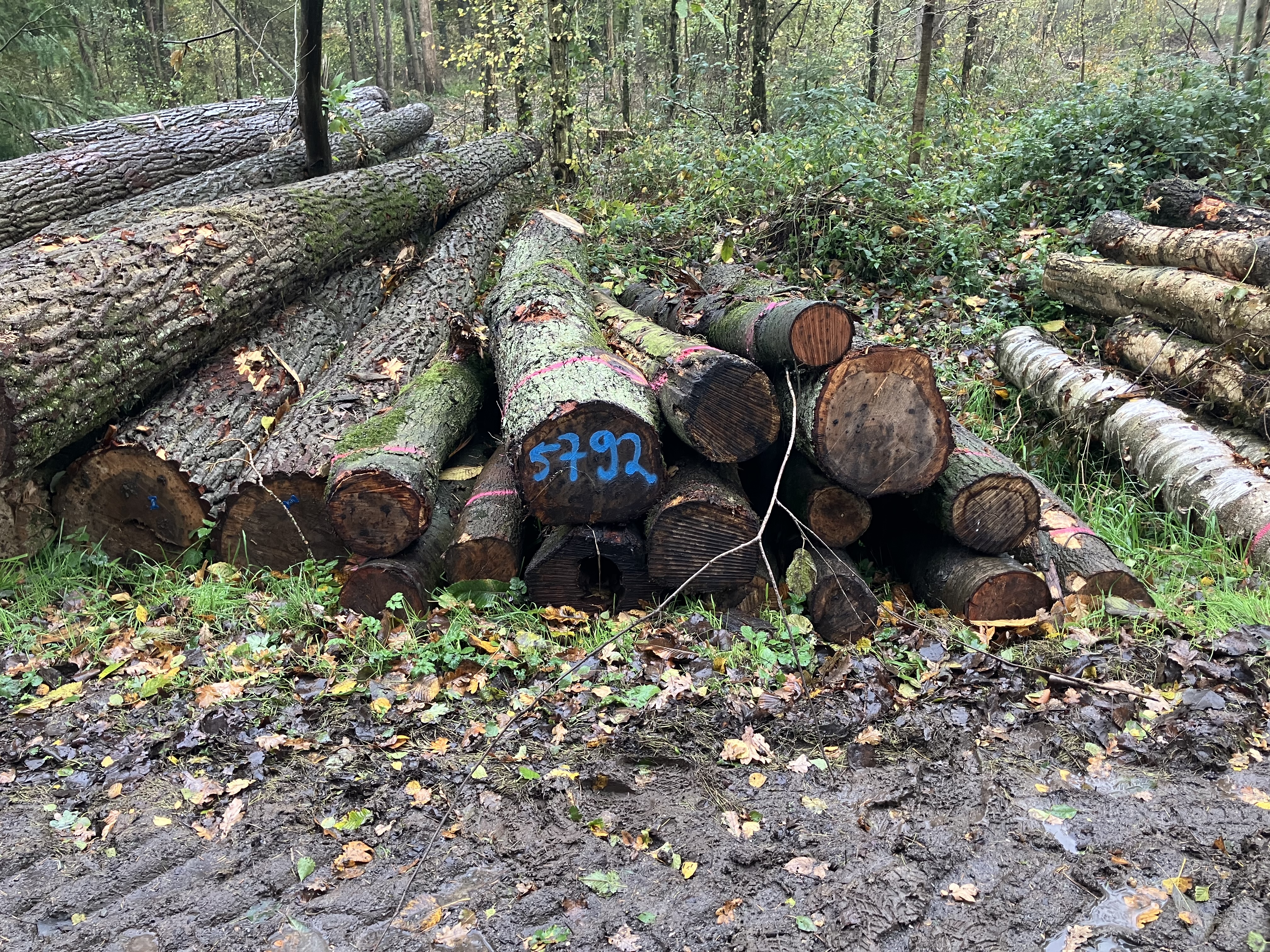 Eiche/Kirsche, Polter-Nr. 5792