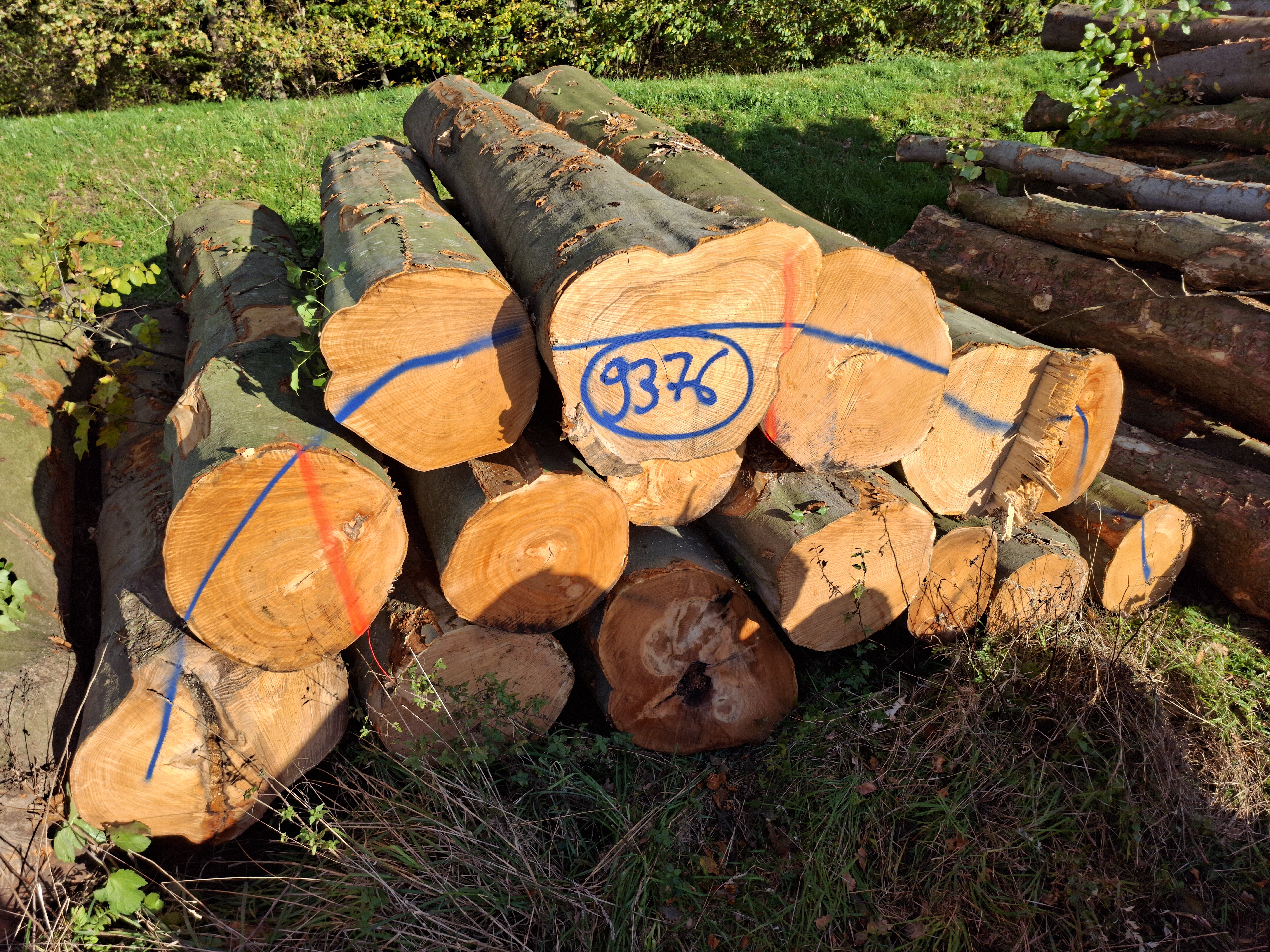 Buche, Polter-Nr. 9376