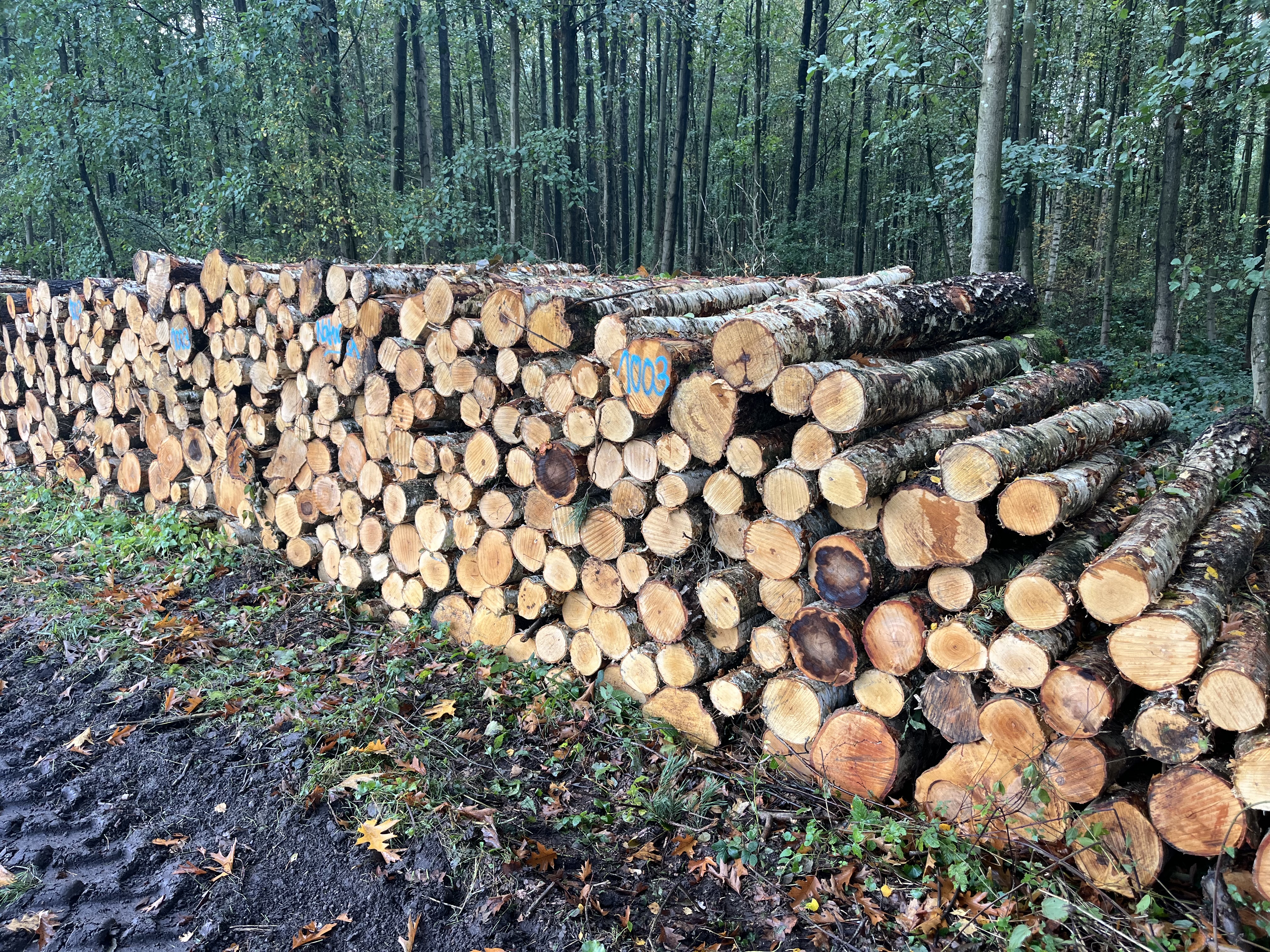 Birke, Polter-Nr. 1003