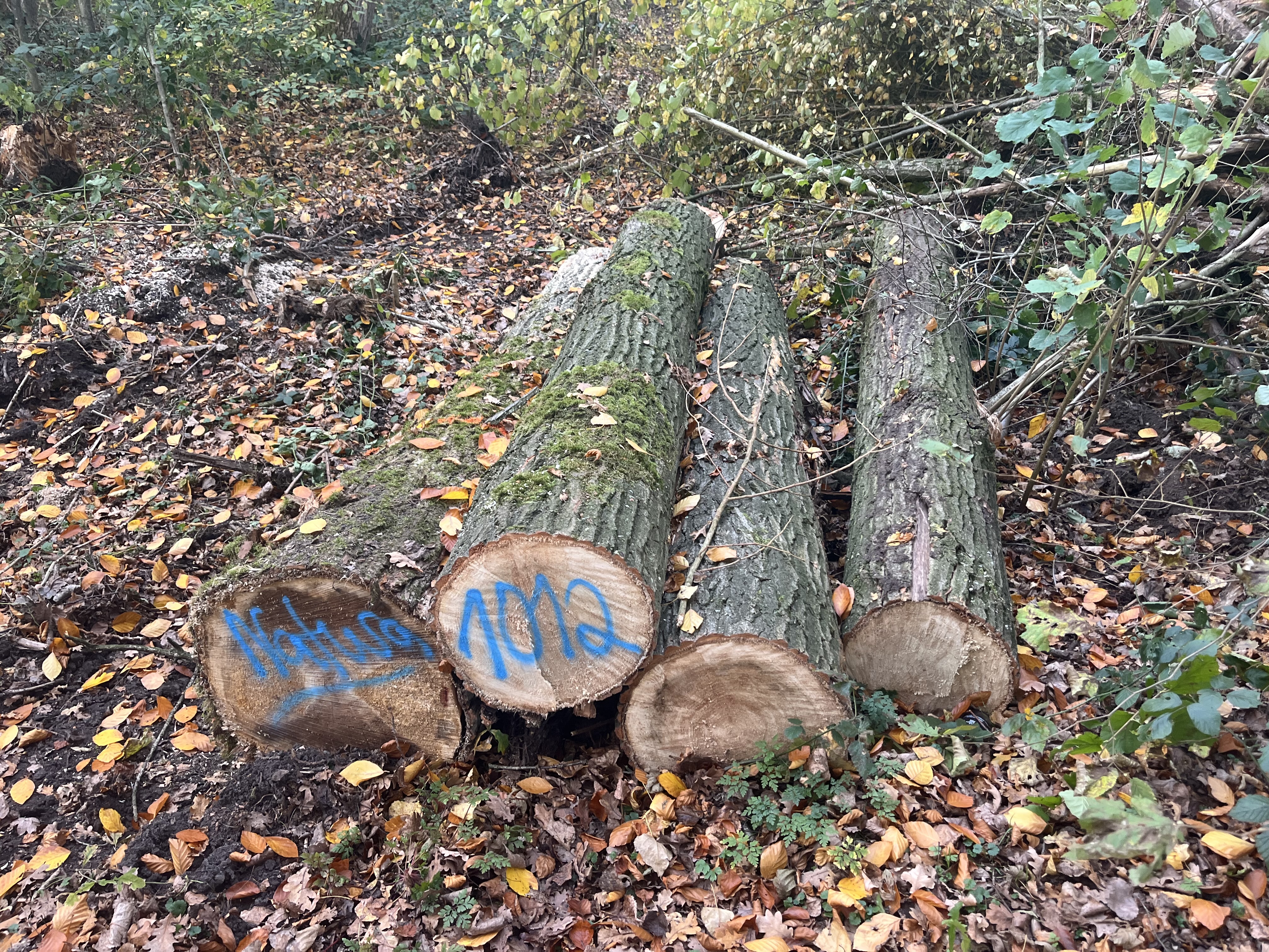 Pappel, Polter-Nr. 1012