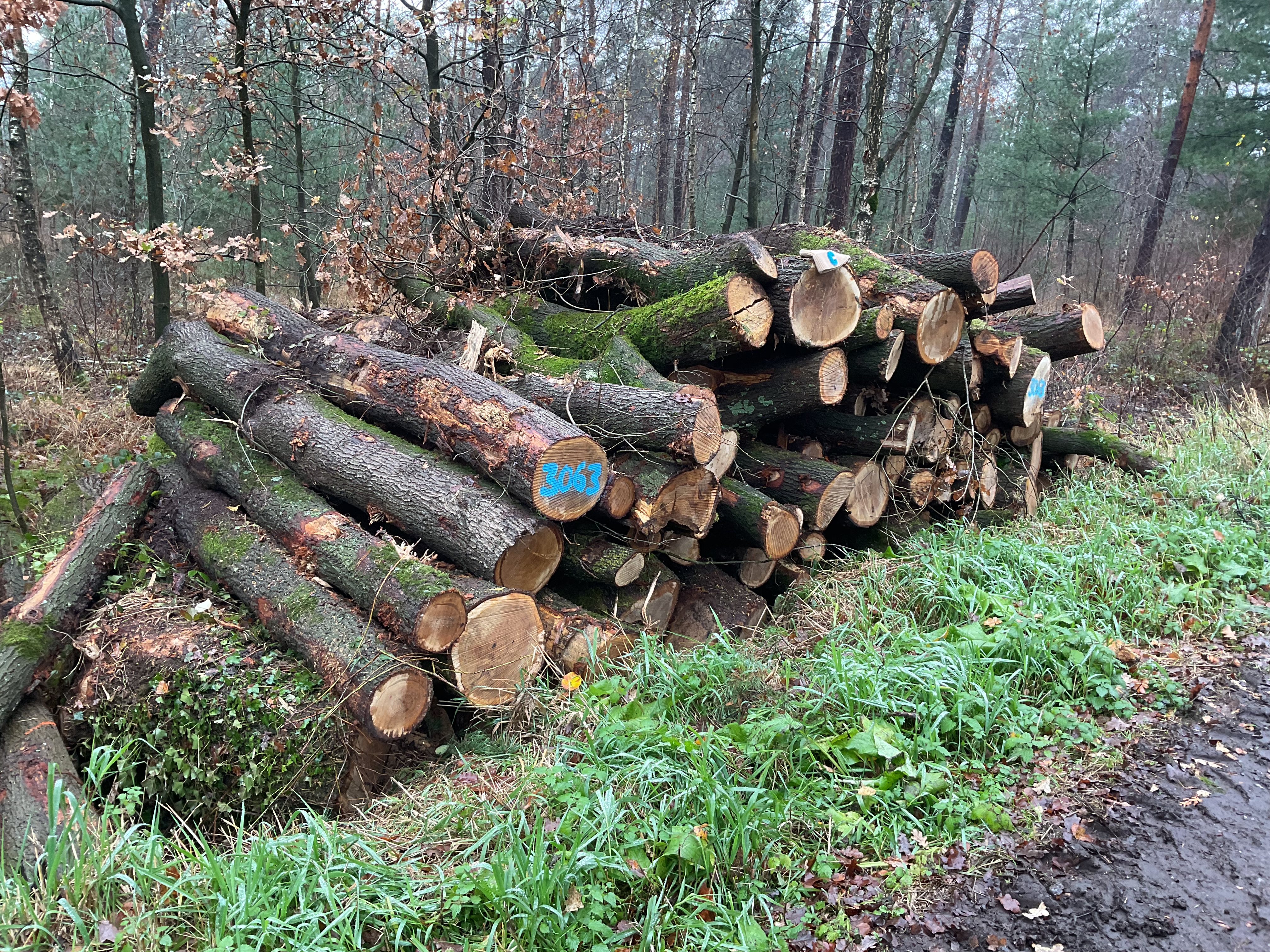 Eiche, Polter-Nr. 3063