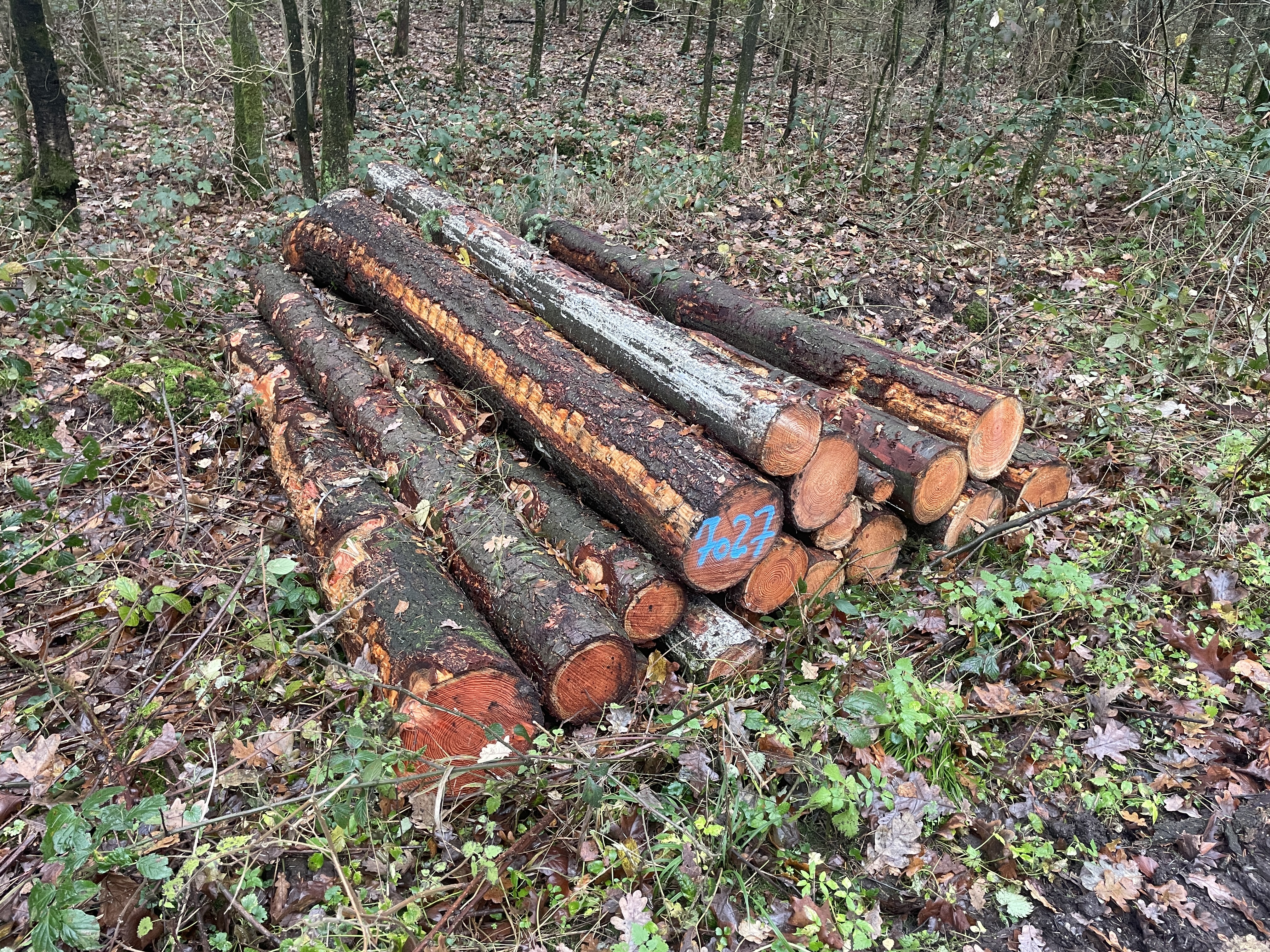 Douglasie   , Polter-Nr. 7027