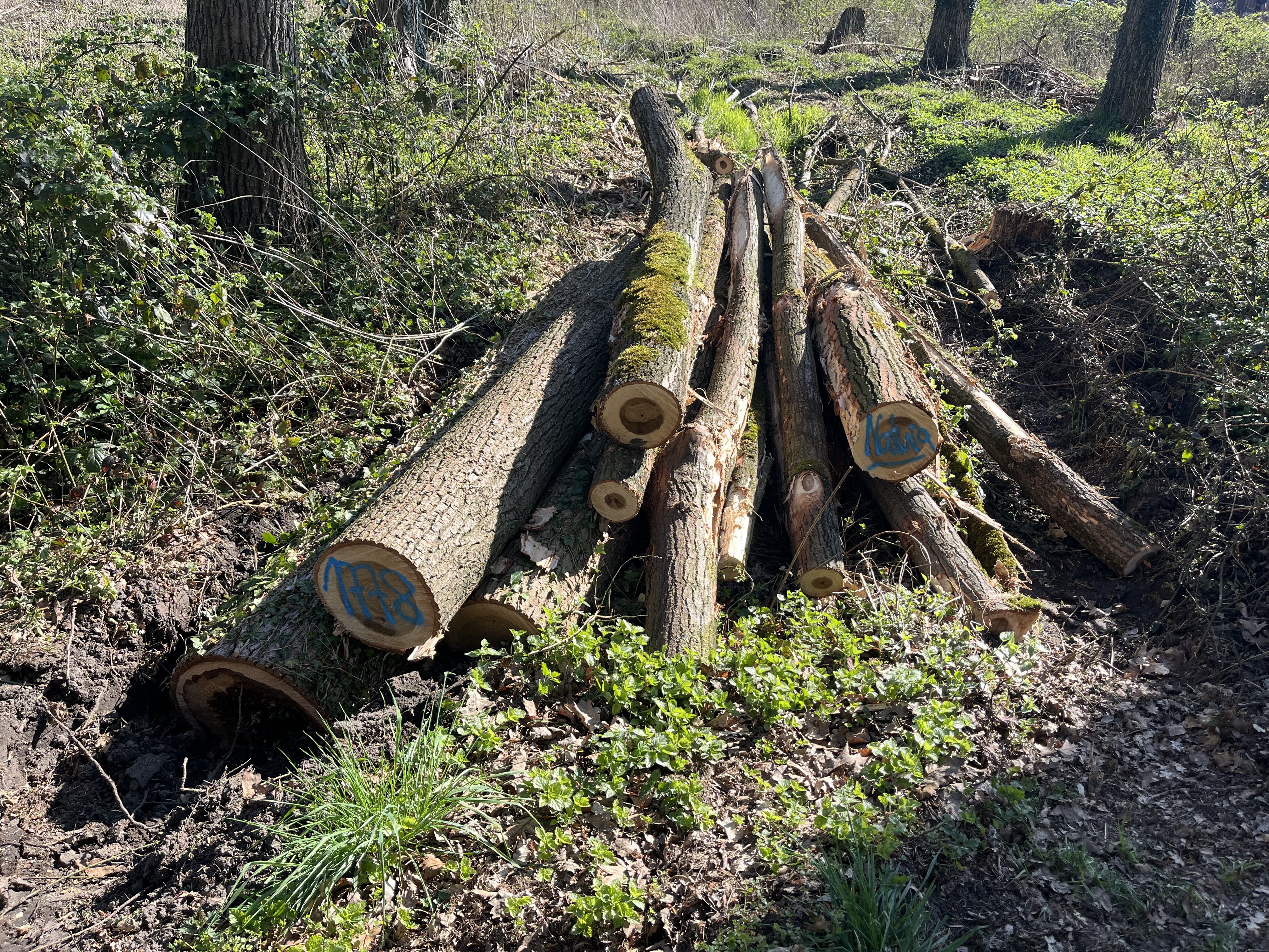 Pappel, Polter-Nr. 1778 Pappel, Polter-Nr. 1778