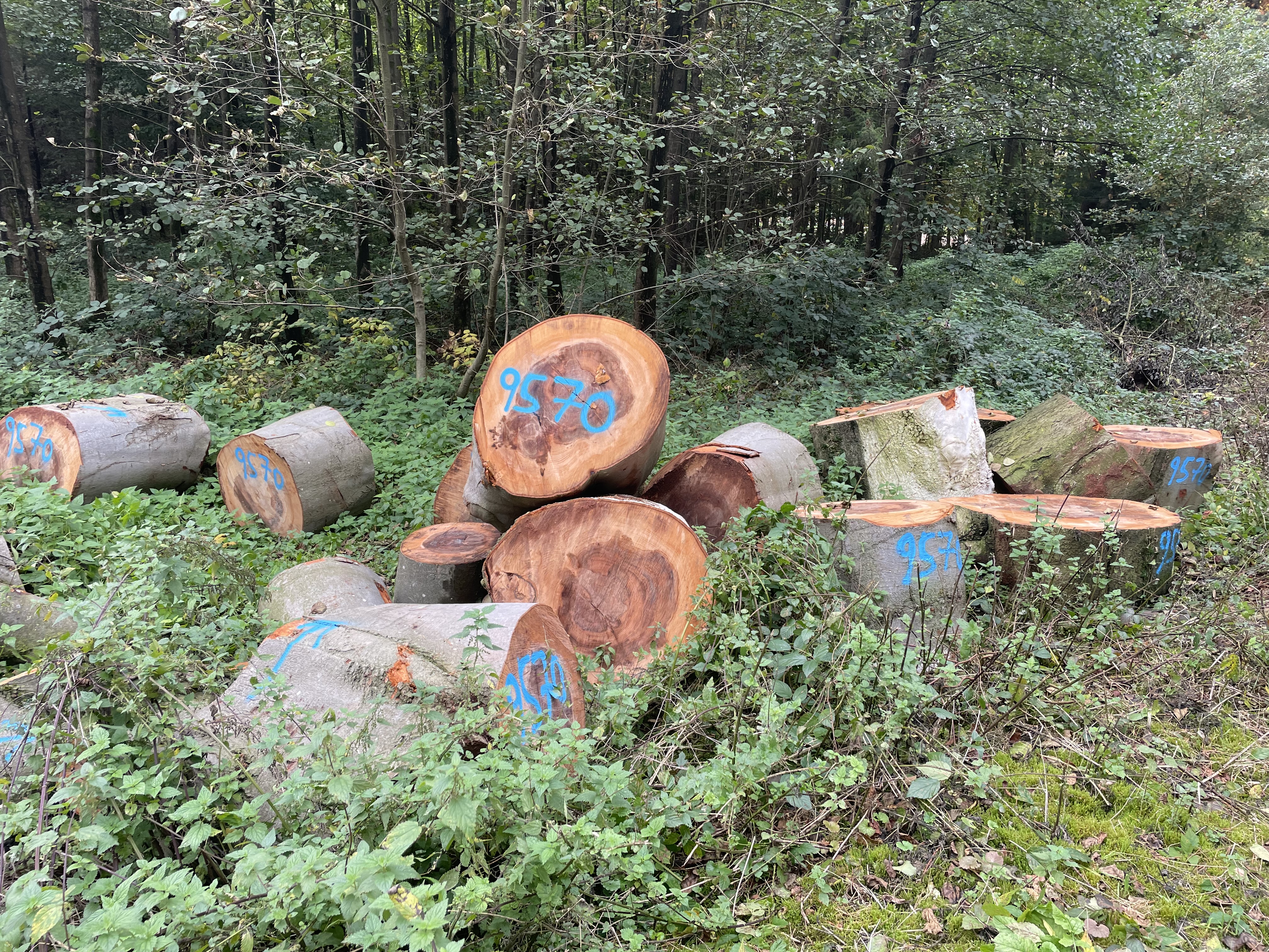 Buche, Polter-Nr. 9570