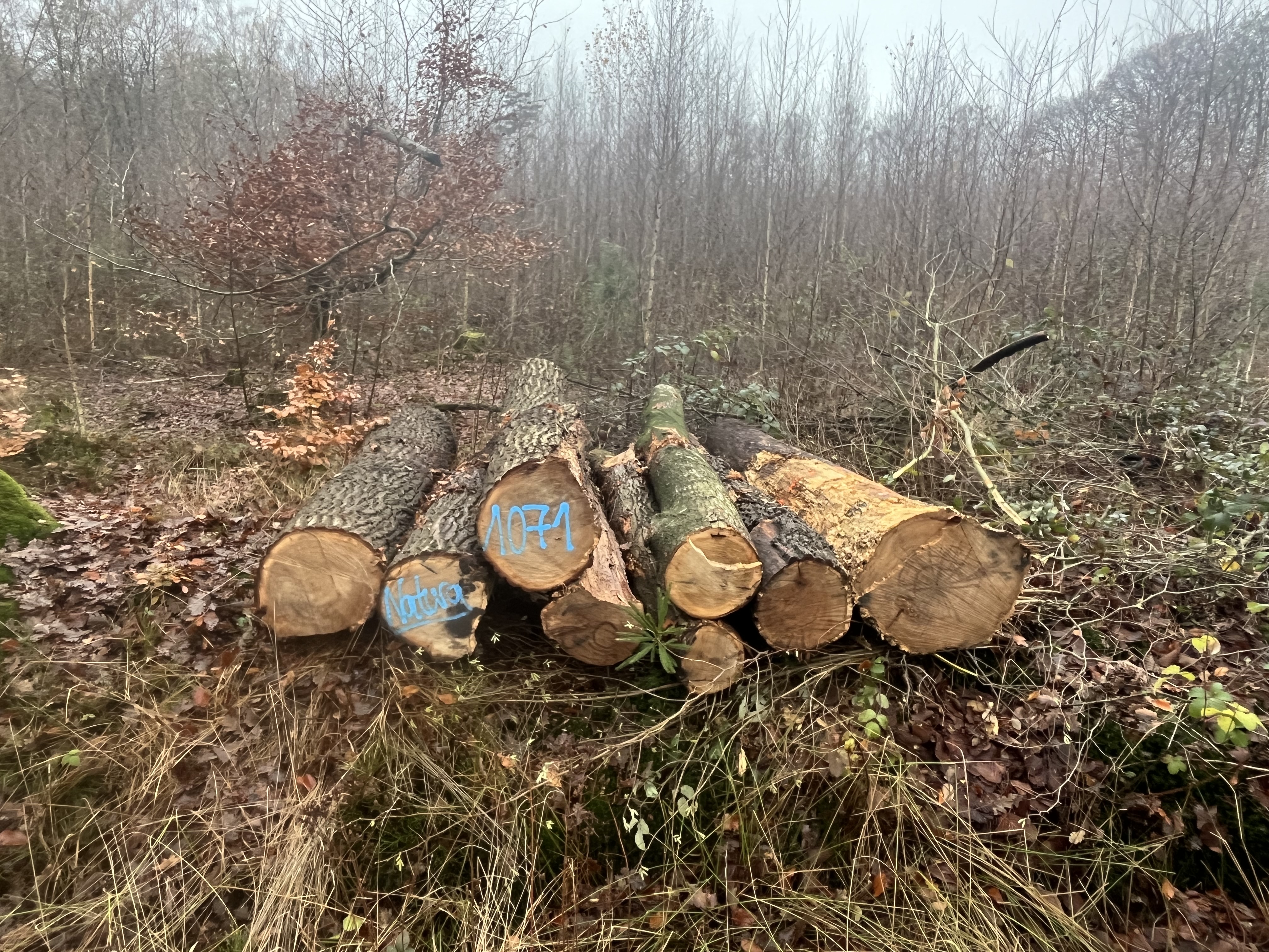 Eiche, Polter-Nr. 1071