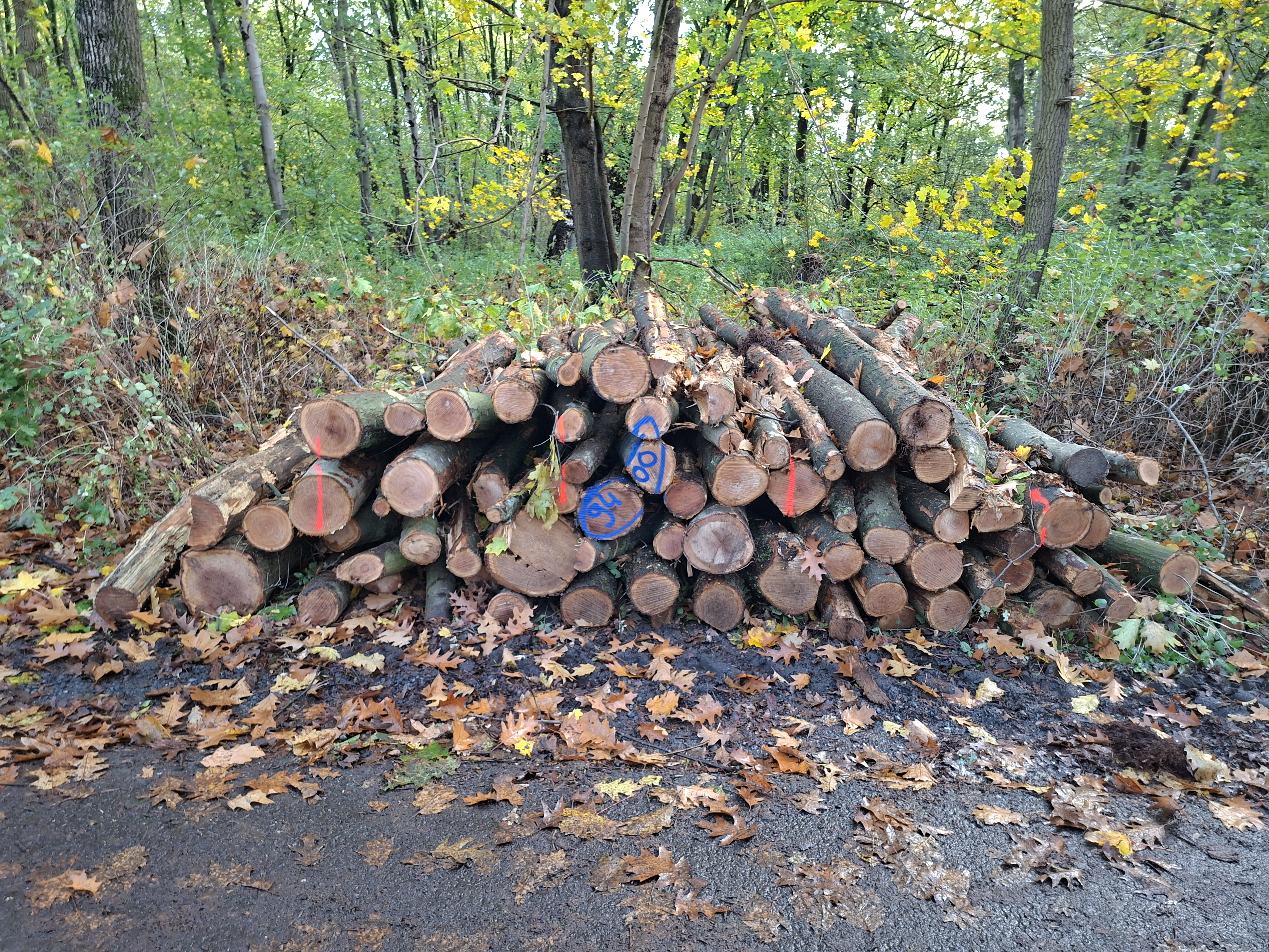 Roteiche, Polter-Nr. 9400