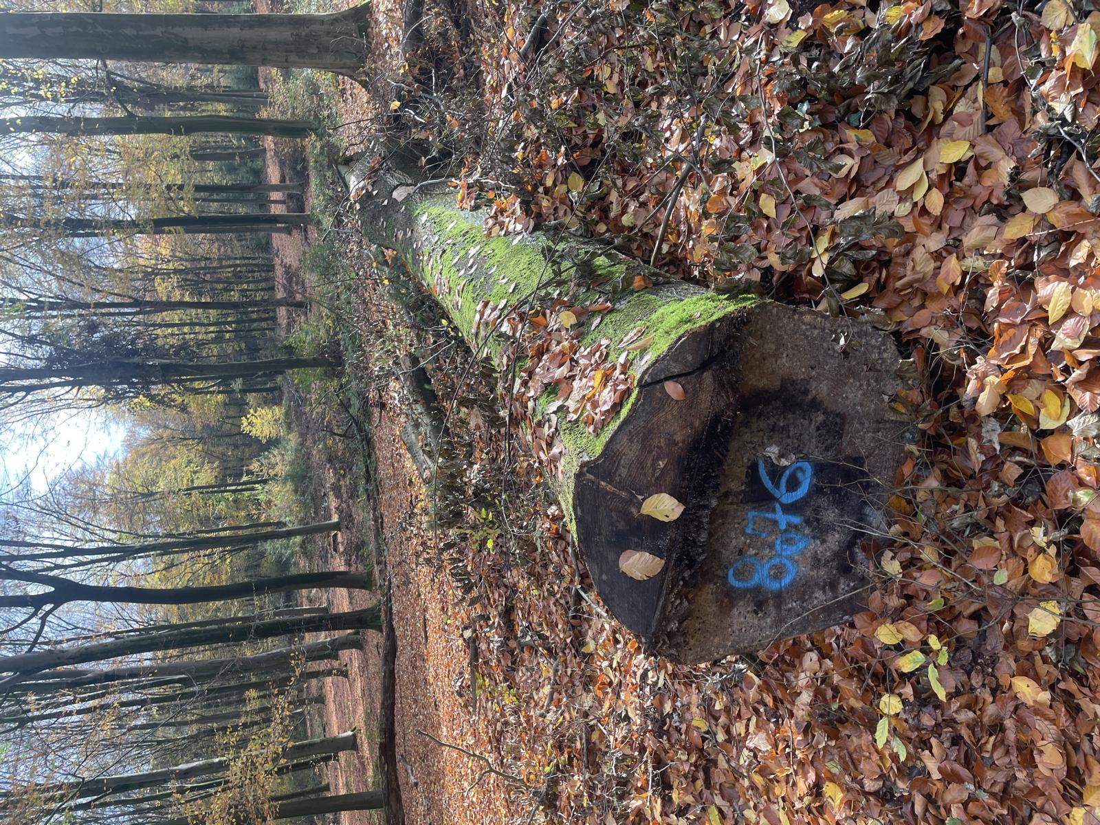 Buche, Polter-Nr. 8076