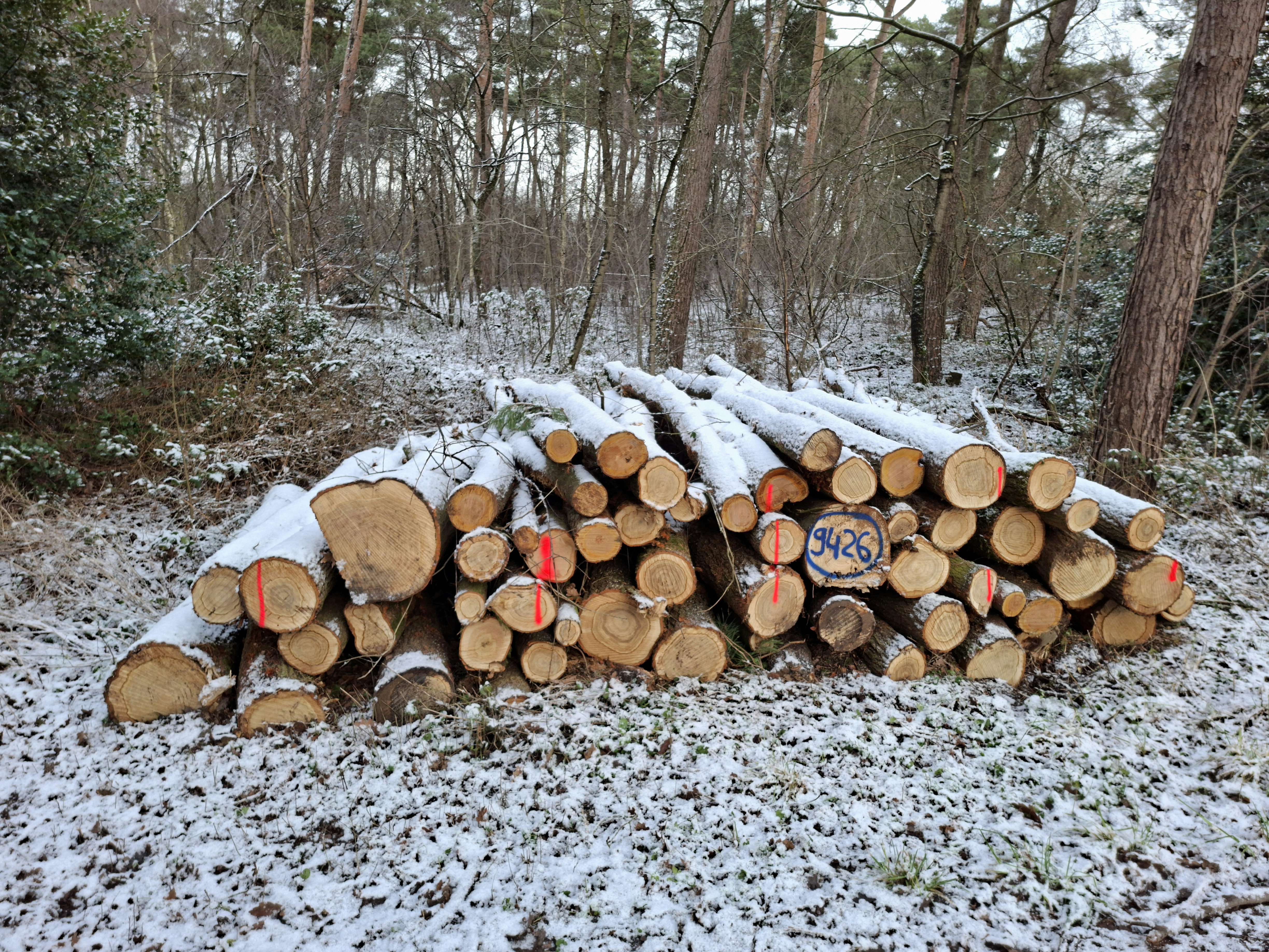 Eiche/Laub sonst/Traubenkirsche, Polter-Nr. 9426