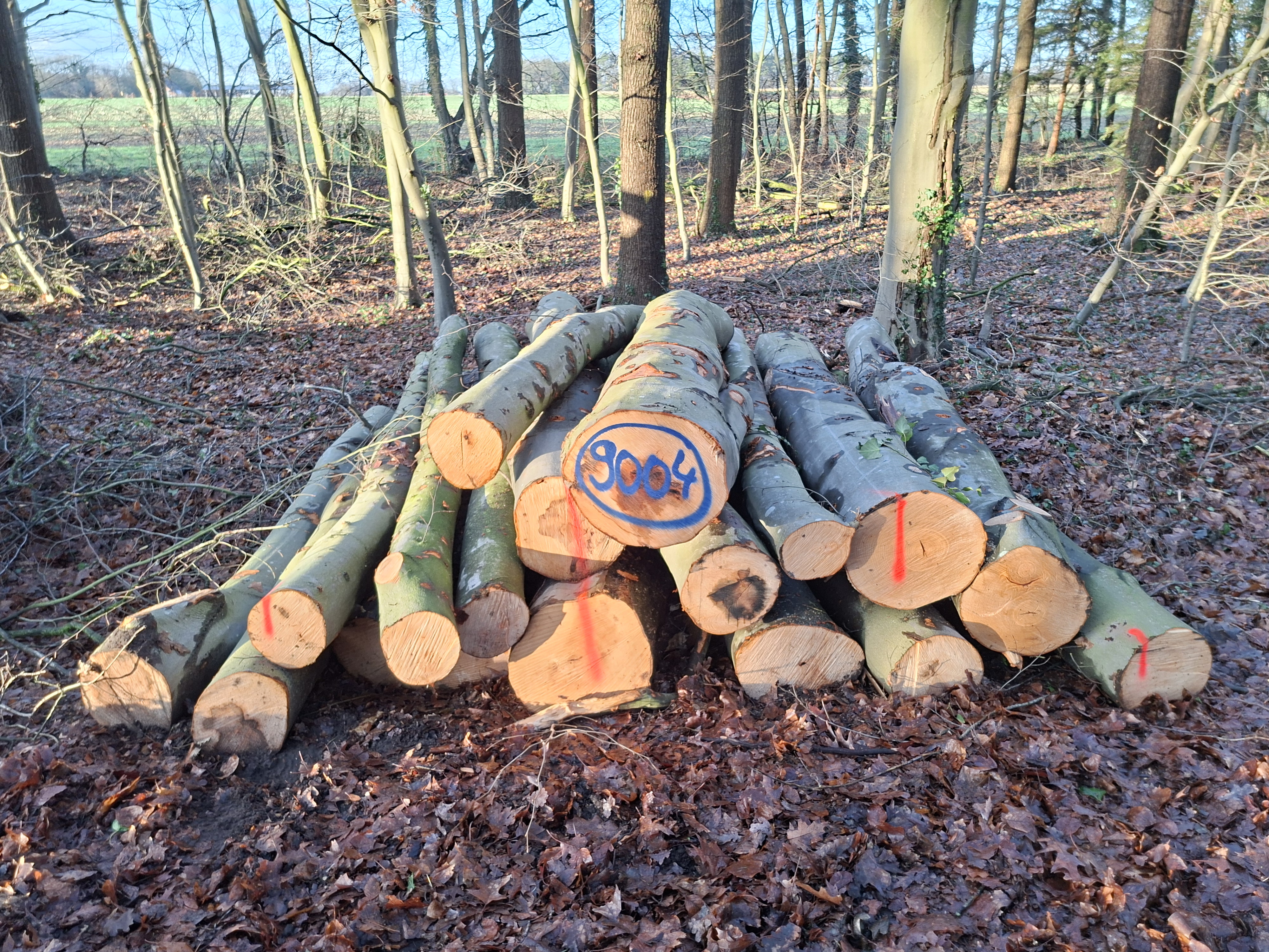 Buche, Polter-Nr. 9004