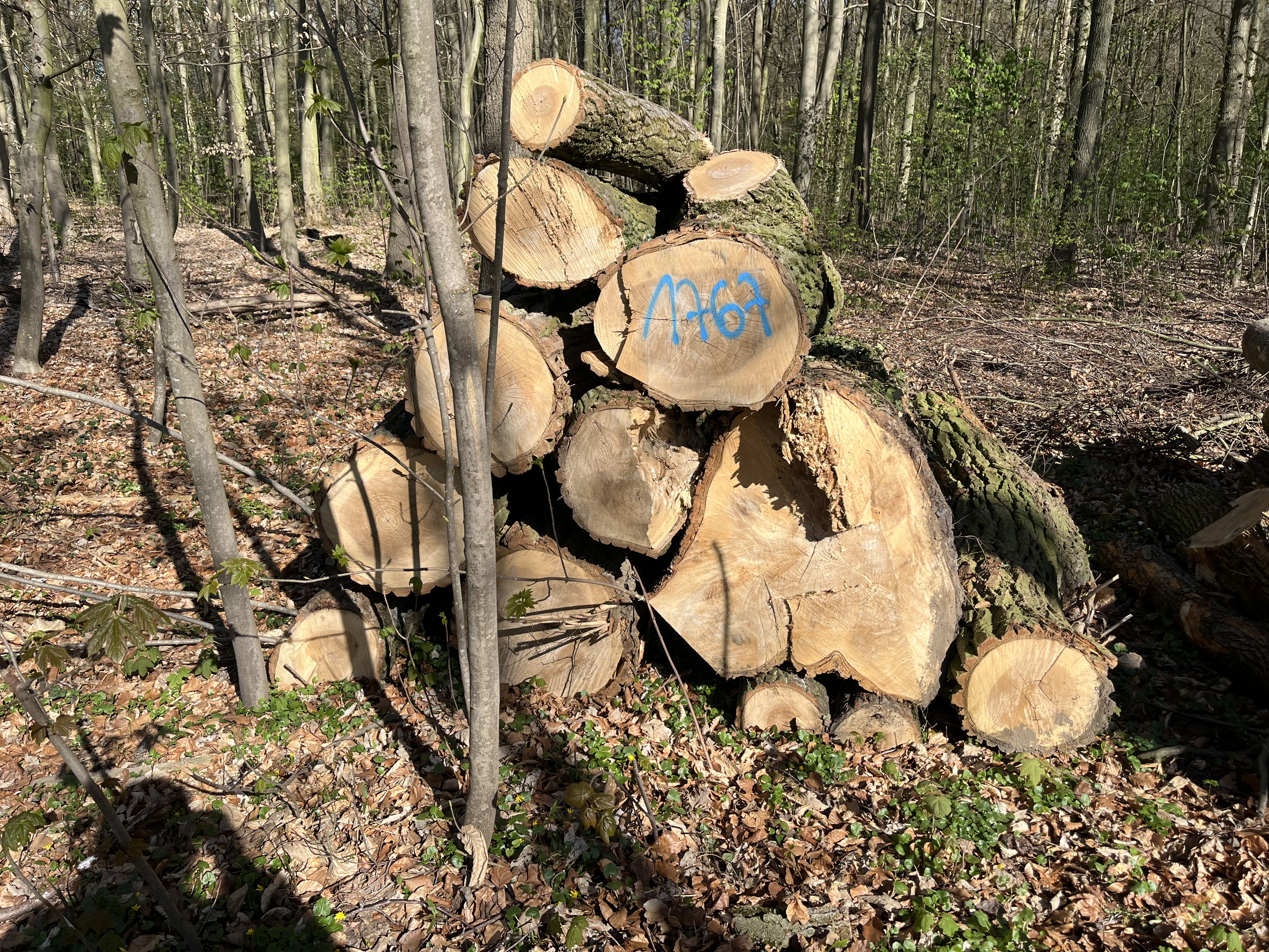 Pappel/Laubmischholz, Polter-Nr. 1767 Pappel/Laubmischholz, Polter-Nr. 1767