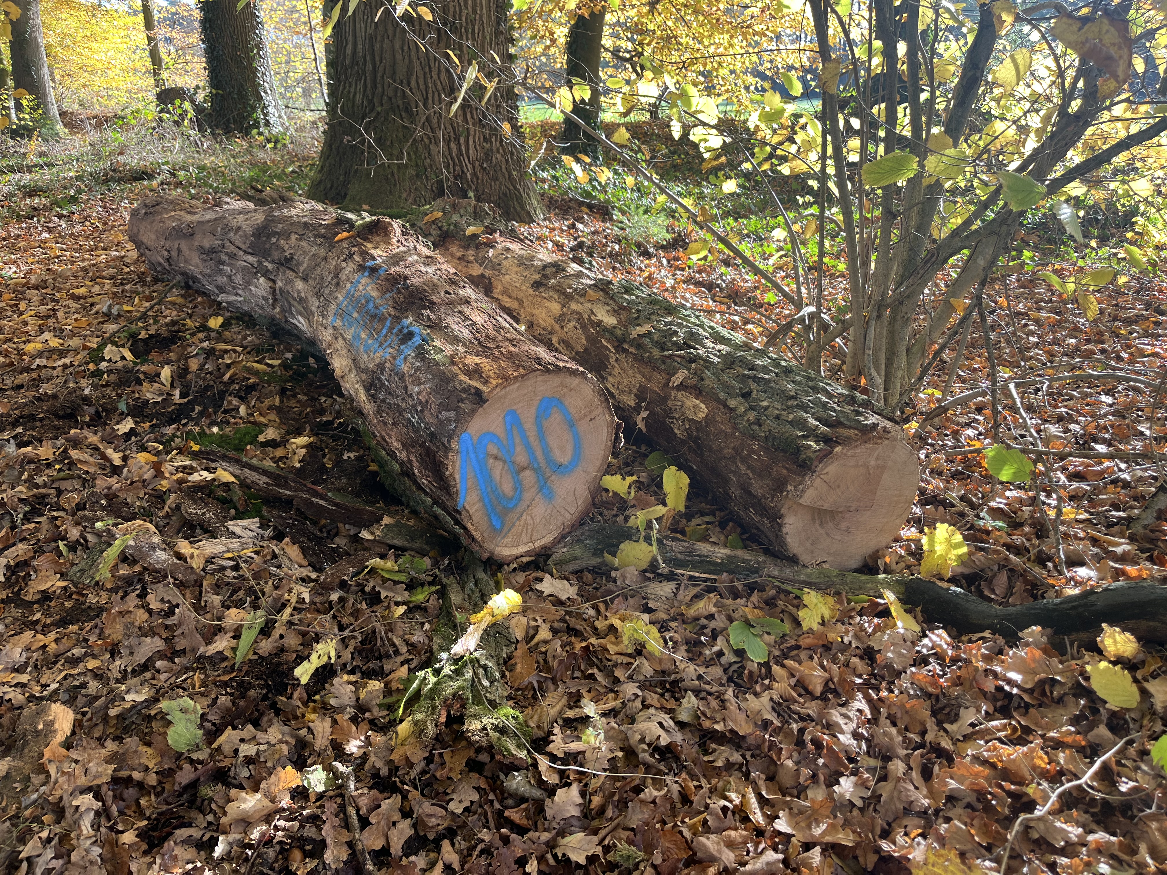 Eiche, Polter-Nr. 1010