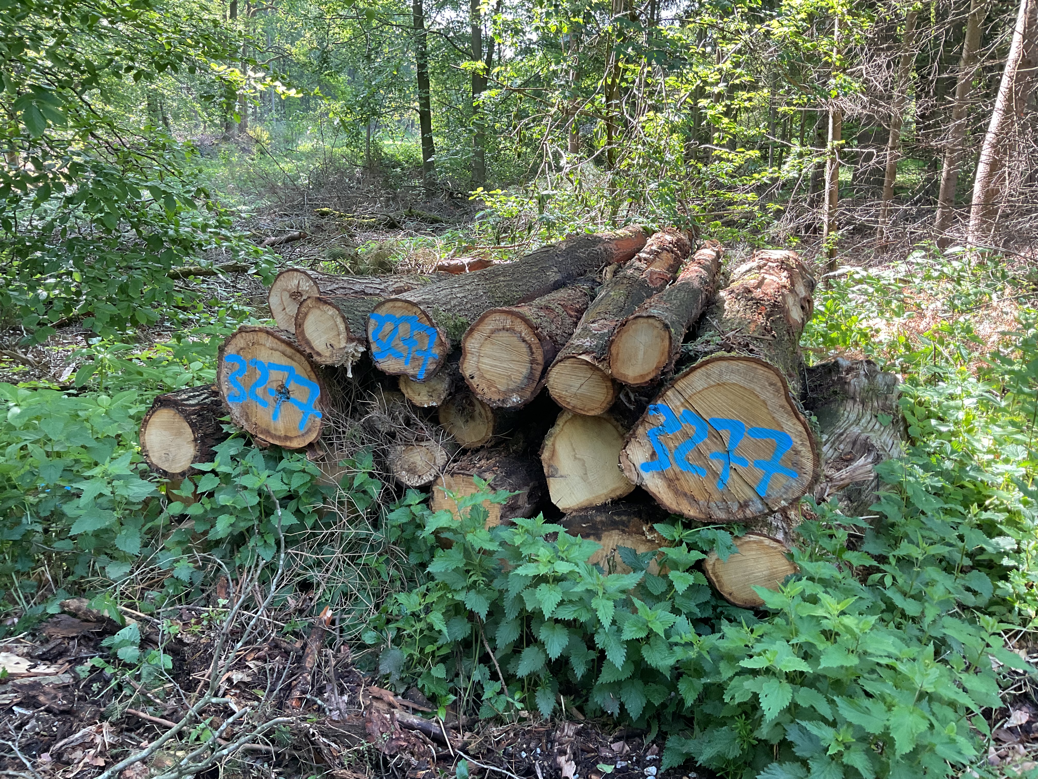 Eiche, Polter-Nr. 3277