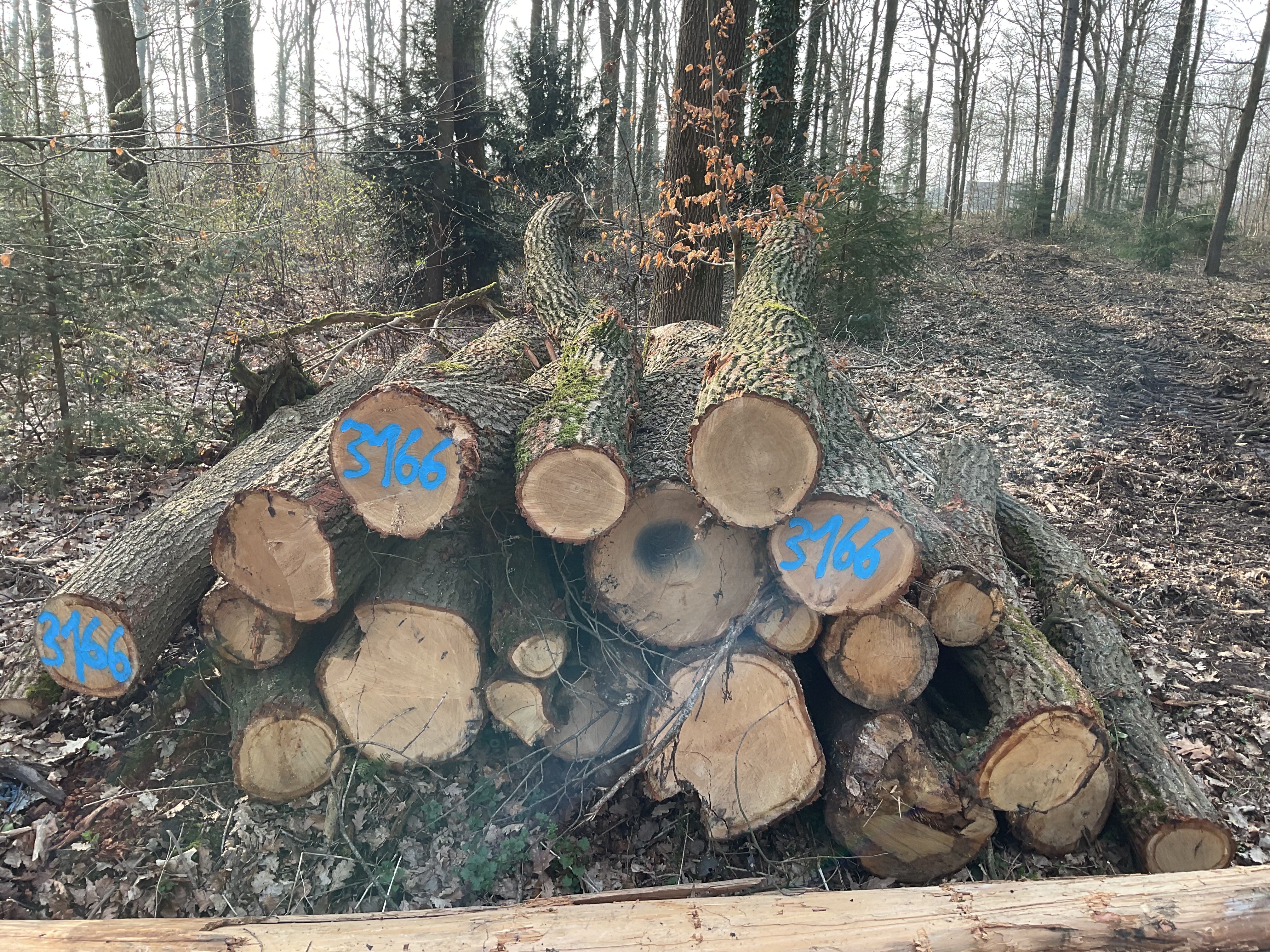 Eiche/Roteiche, Polter-Nr. 3166