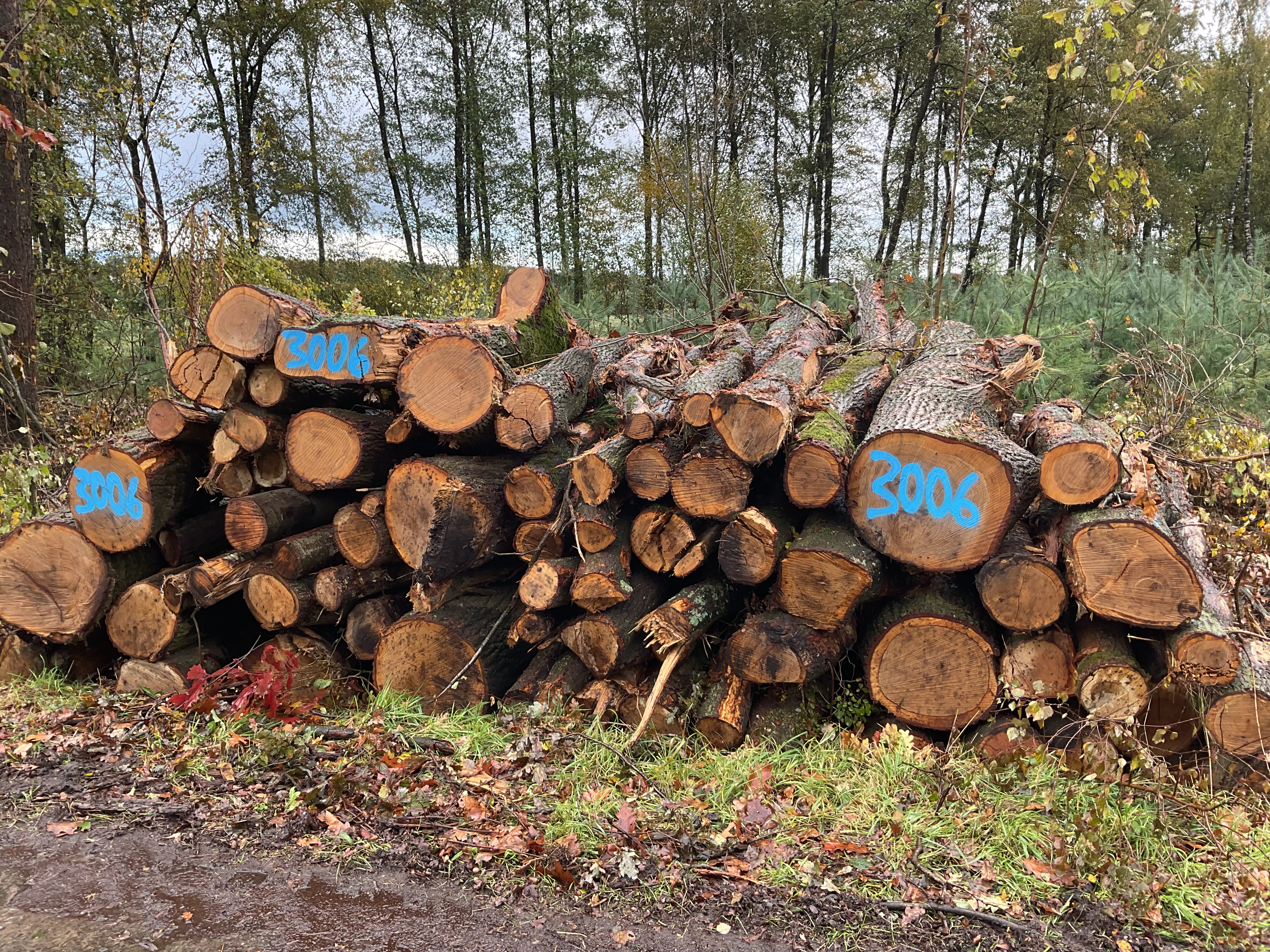 Eiche, Polter-Nr. 3006