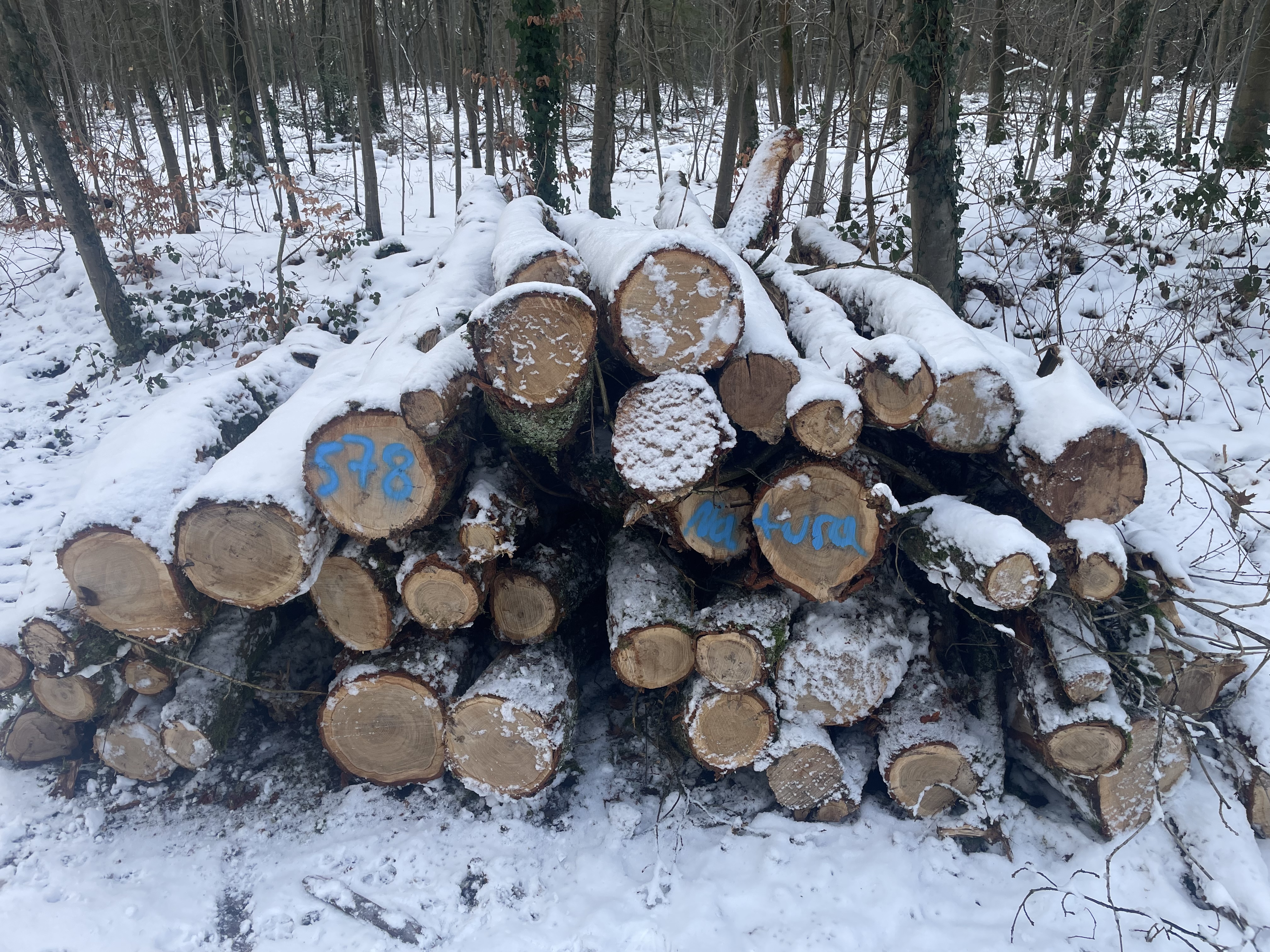 Eiche, Polter-Nr. 578