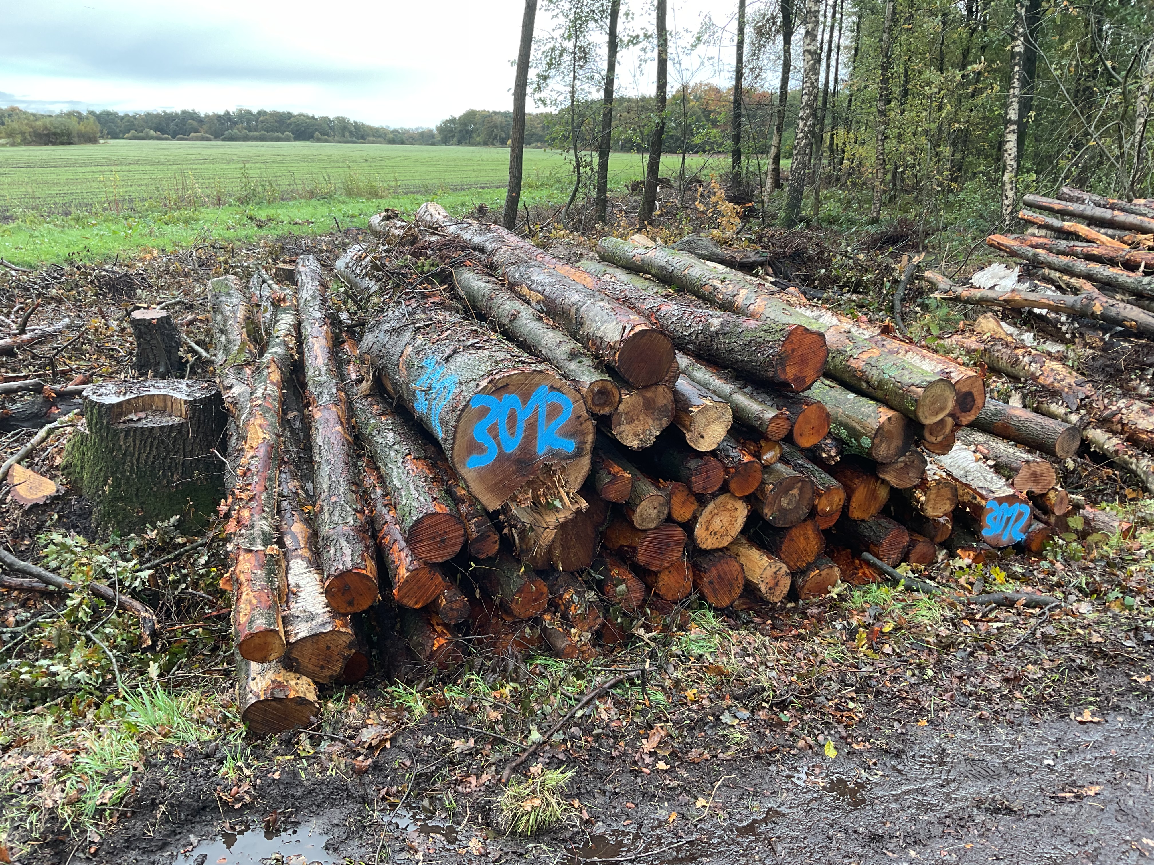 Birke/Esche/Erle, Polter-Nr. 3012