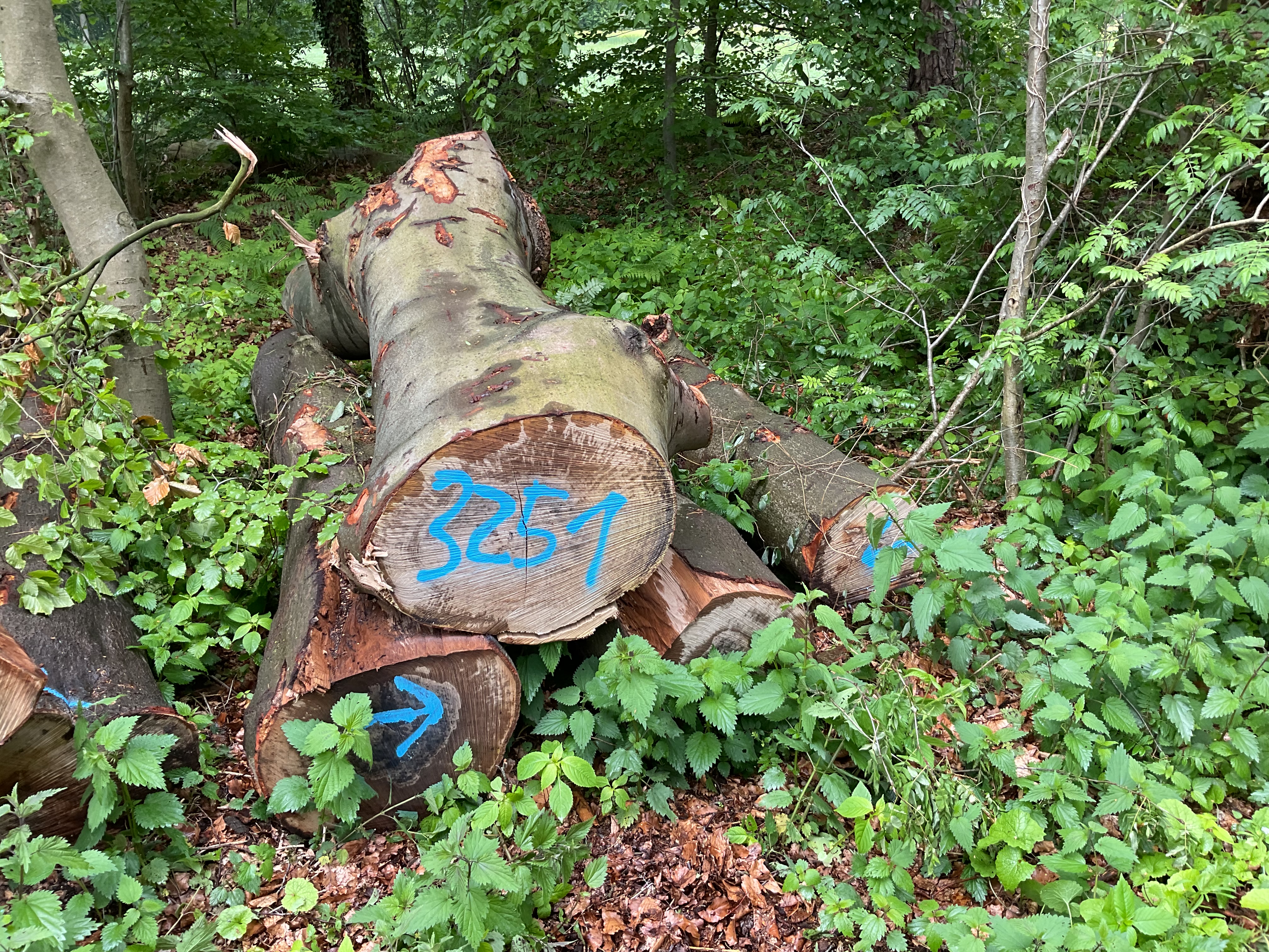 Buche, Polter-Nr. 3251