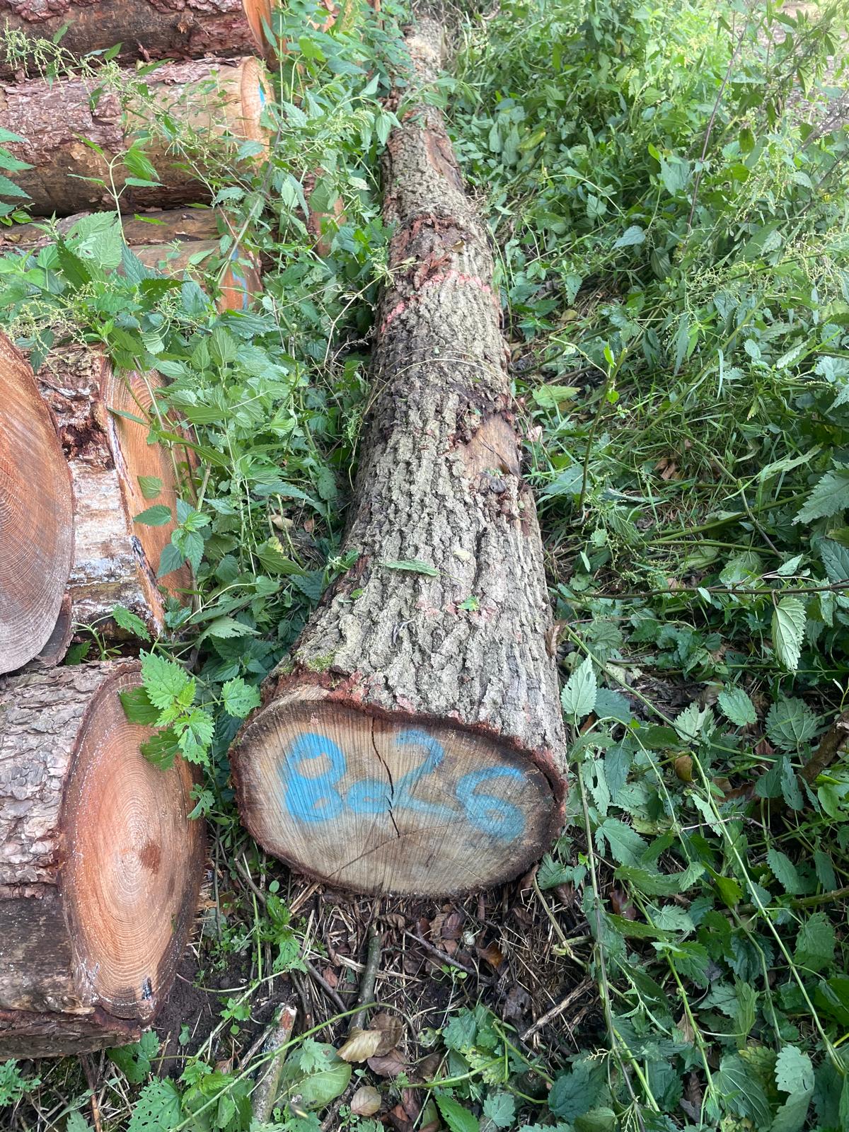 Eiche, Polter-Nr. 8026 Eiche, Polter-Nr. 8026