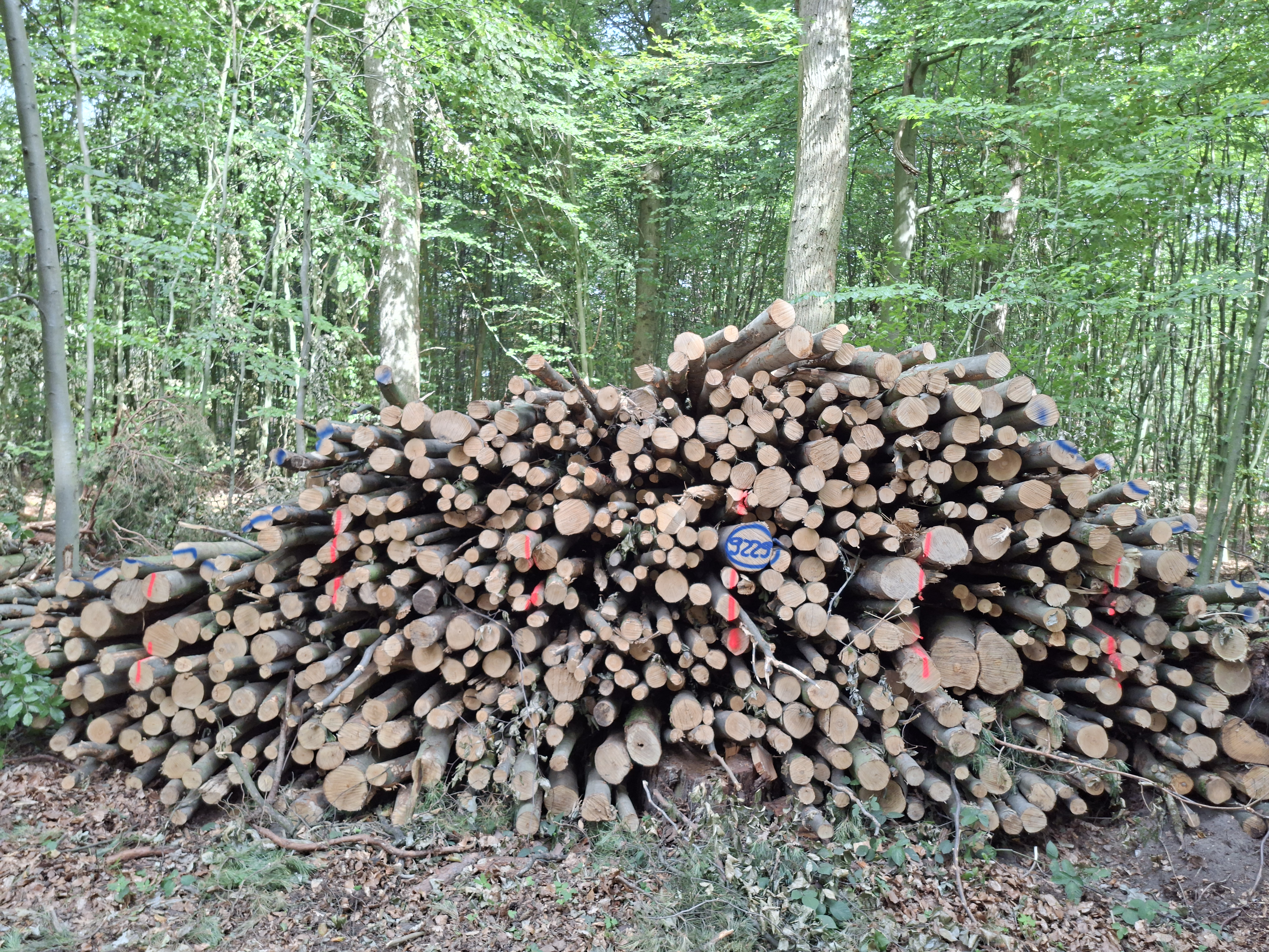 Buche, Polter-Nr. 9229