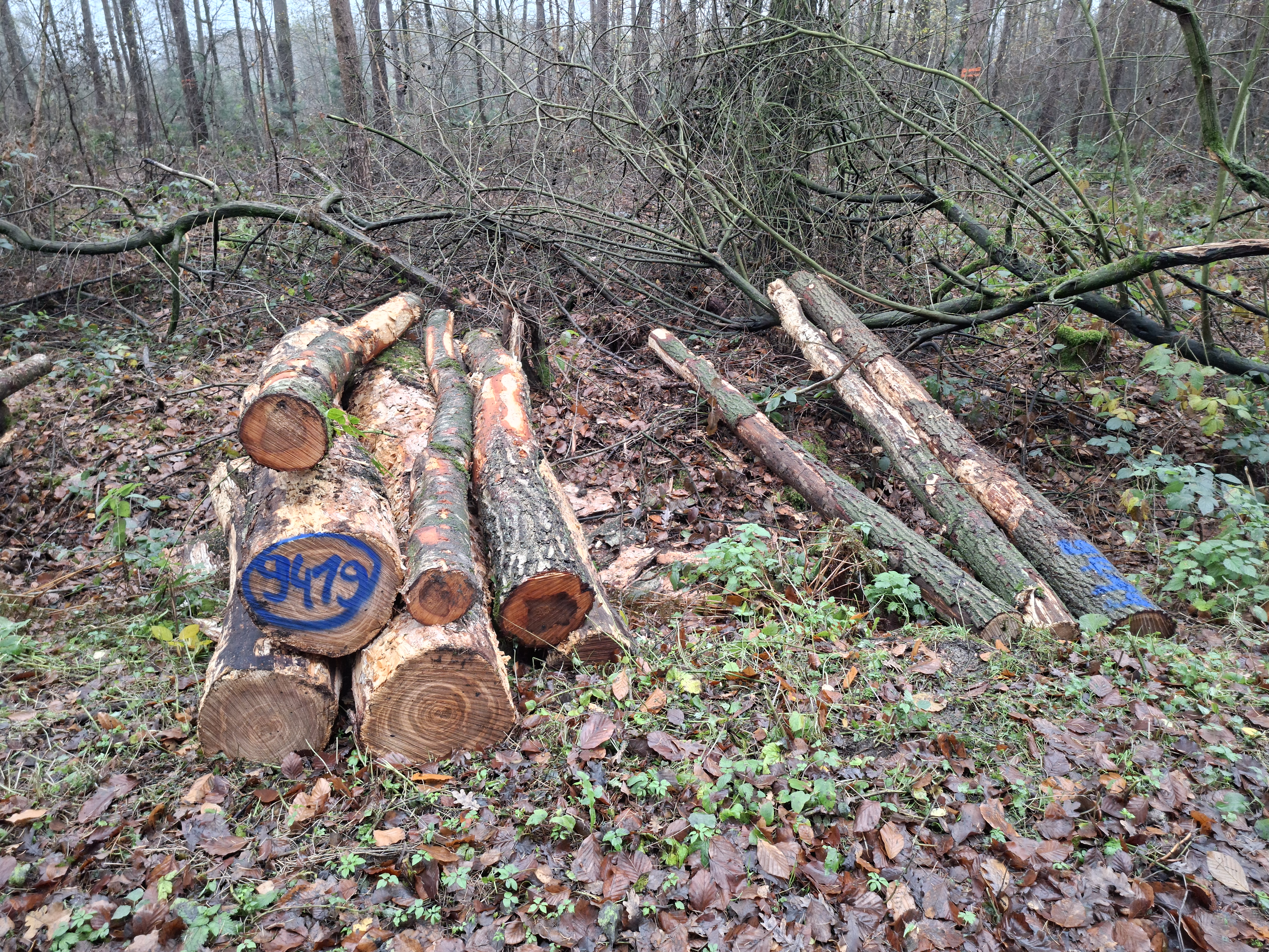 Birke/Eiche, Polter-Nr. 9419