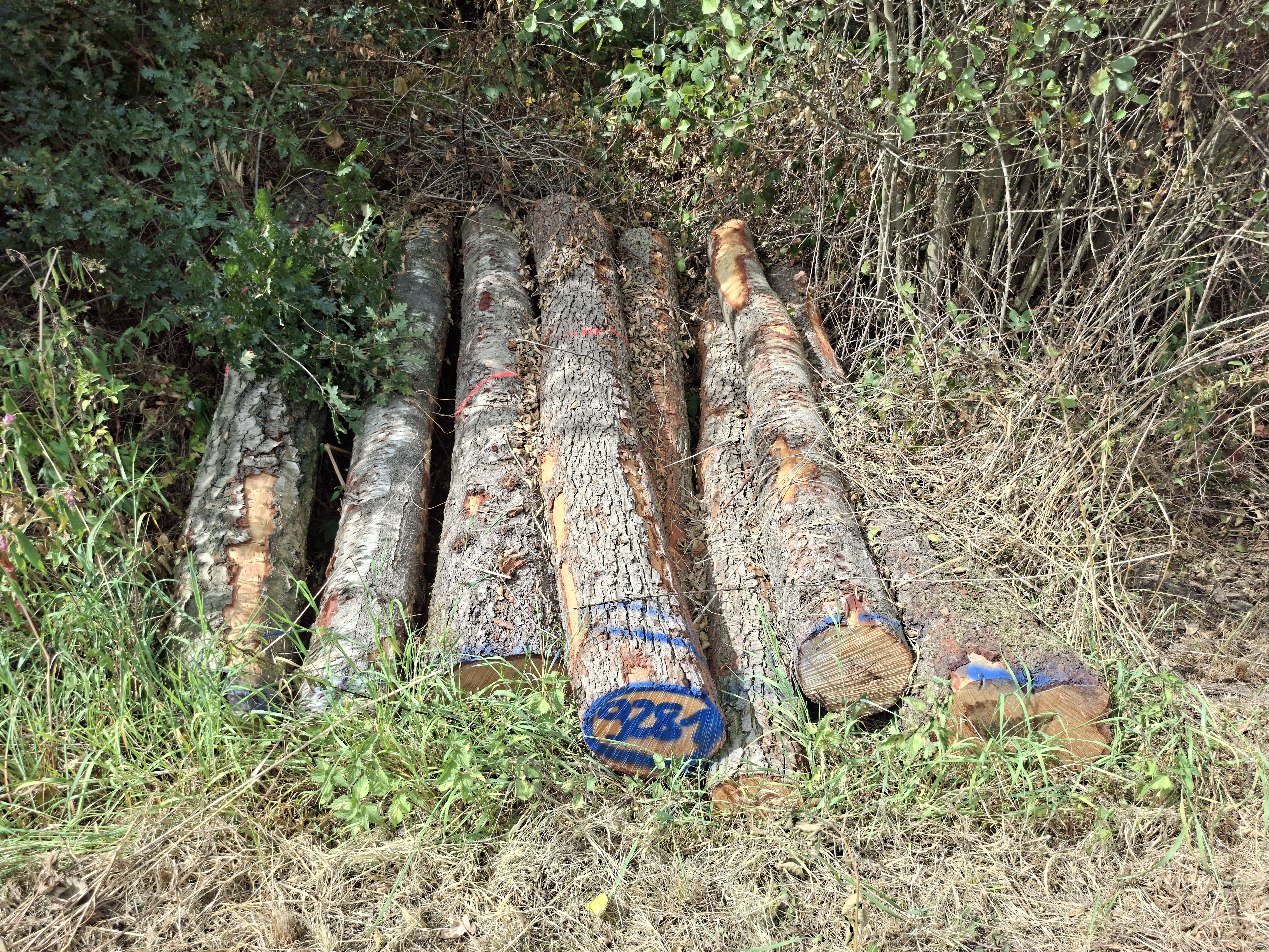 Birke, Polter-Nr. 9281