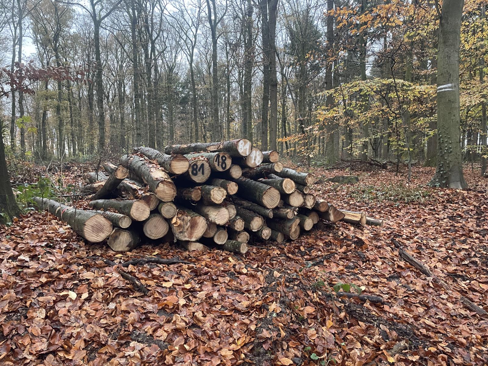 Roteiche, Polter-Nr. 8118