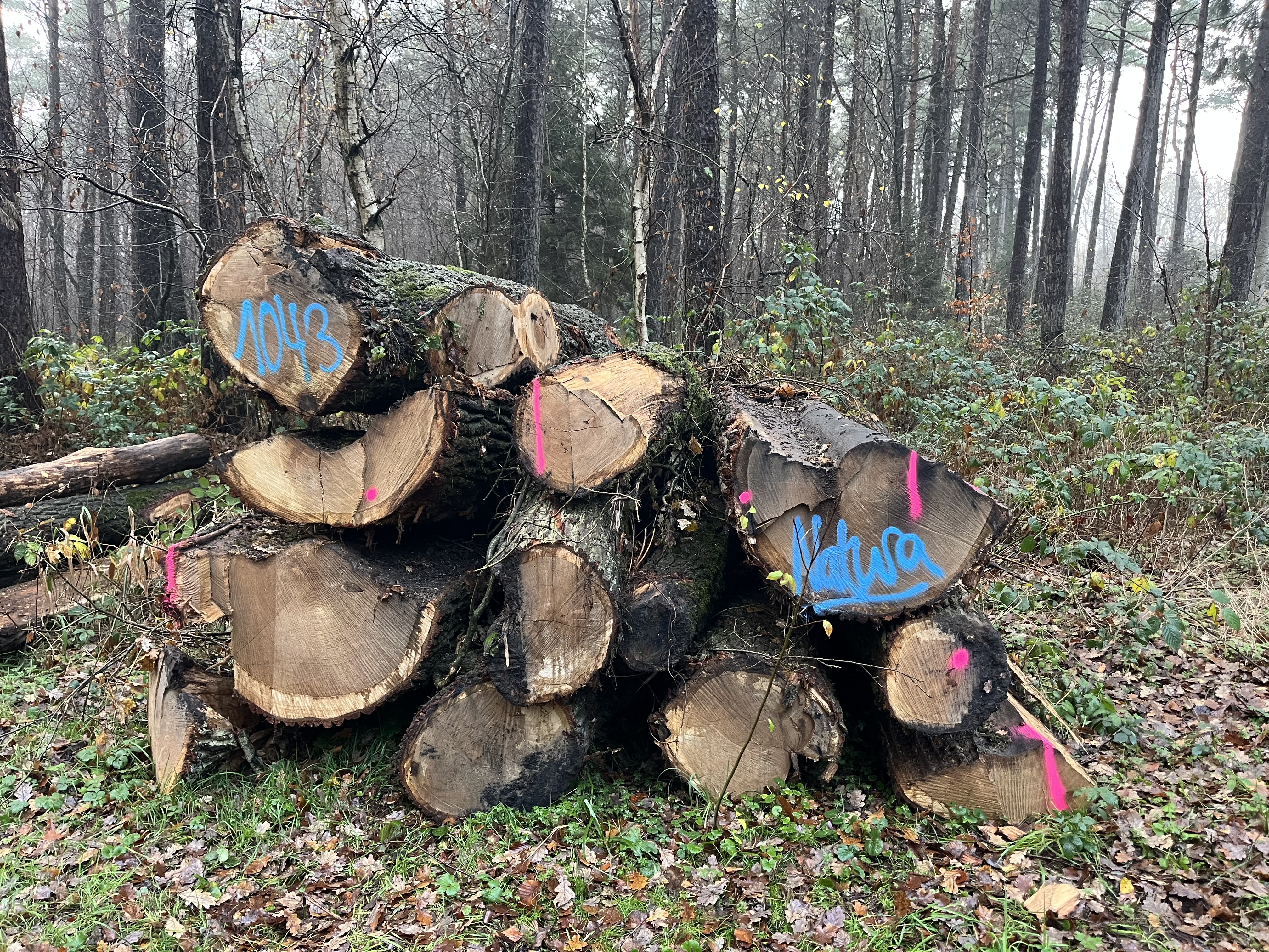 Eiche, Polter-Nr. 1043