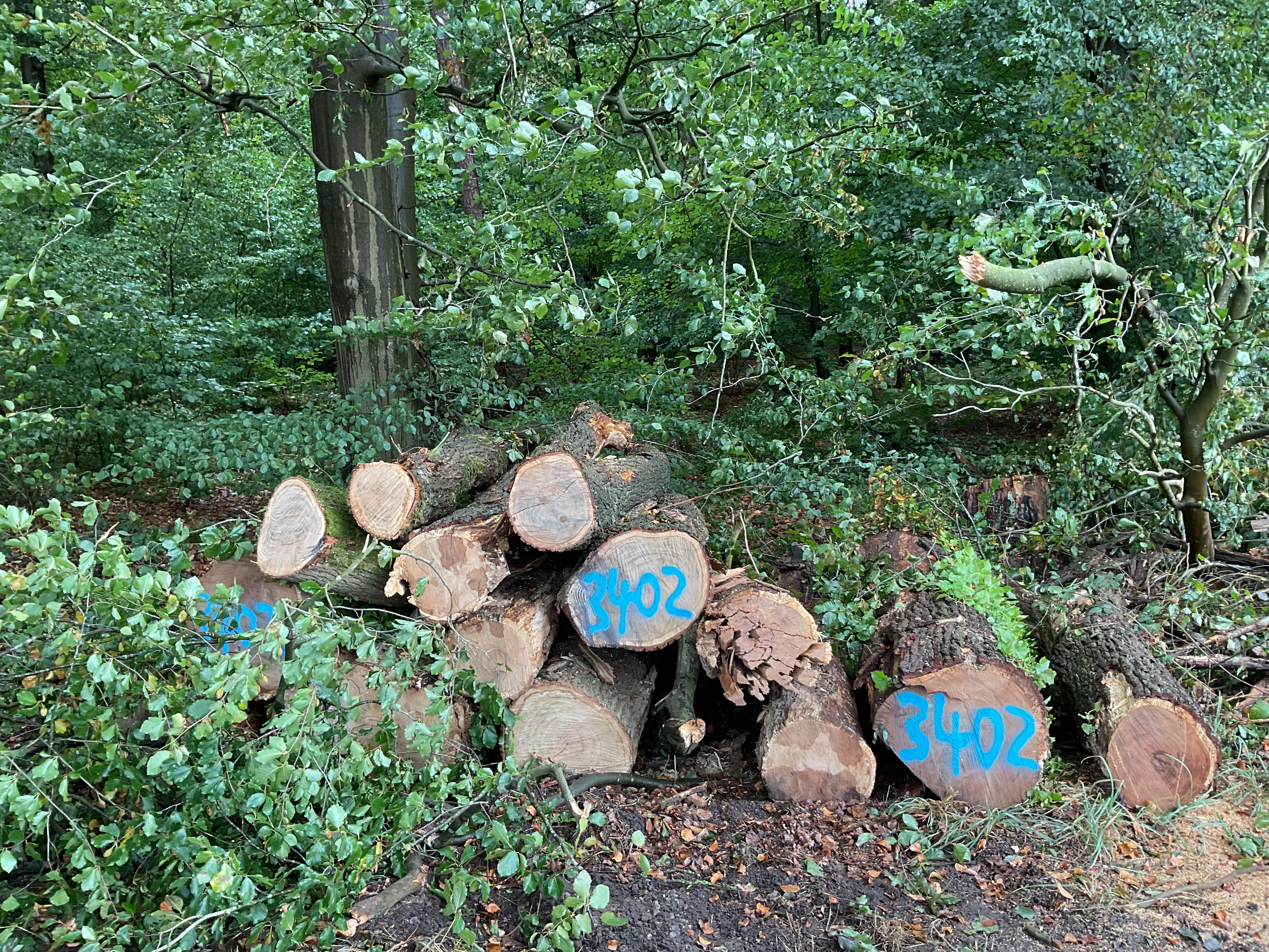 Eiche, Polter-Nr. 3402
