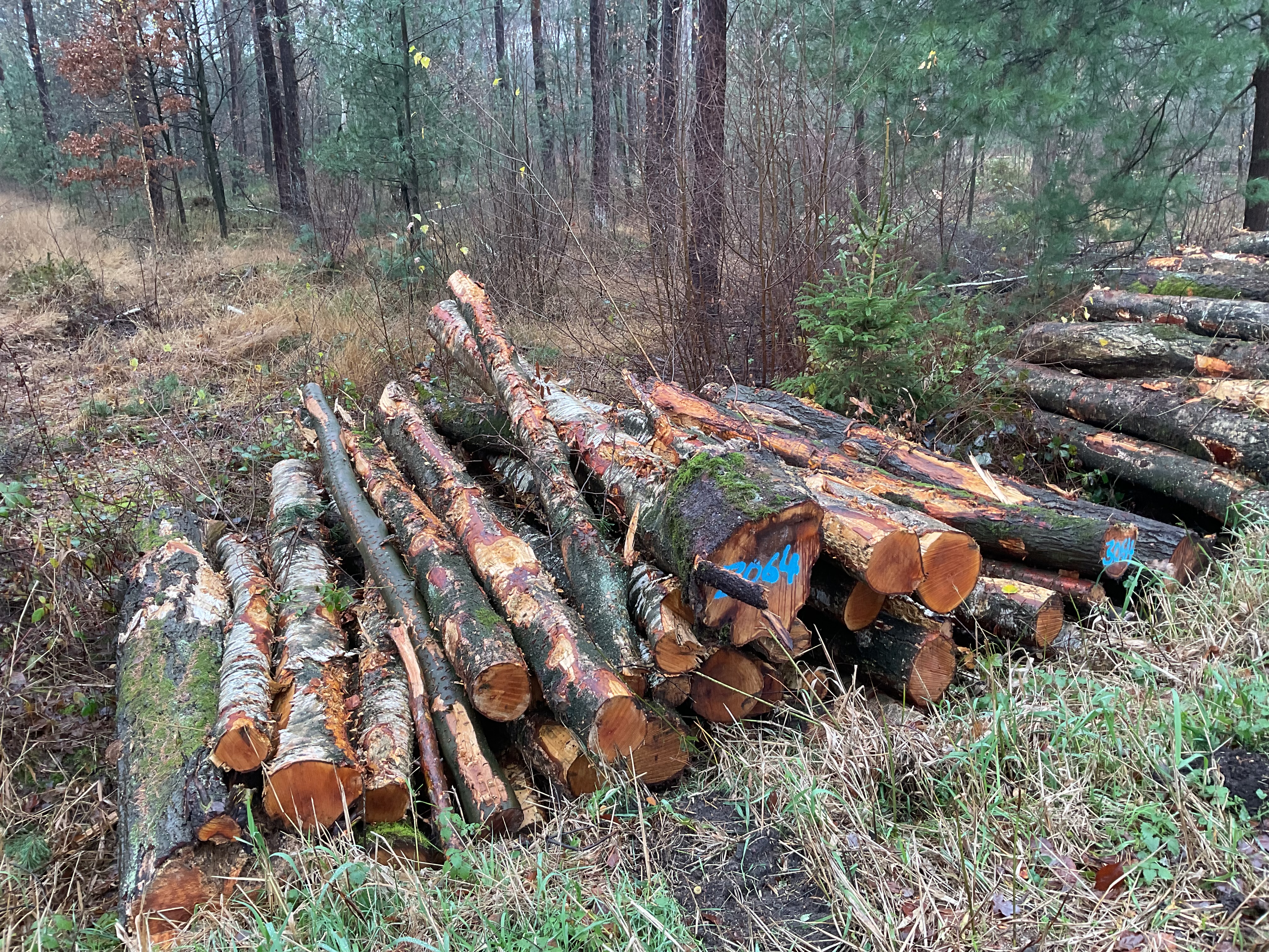 Birke, Polter-Nr. 3064