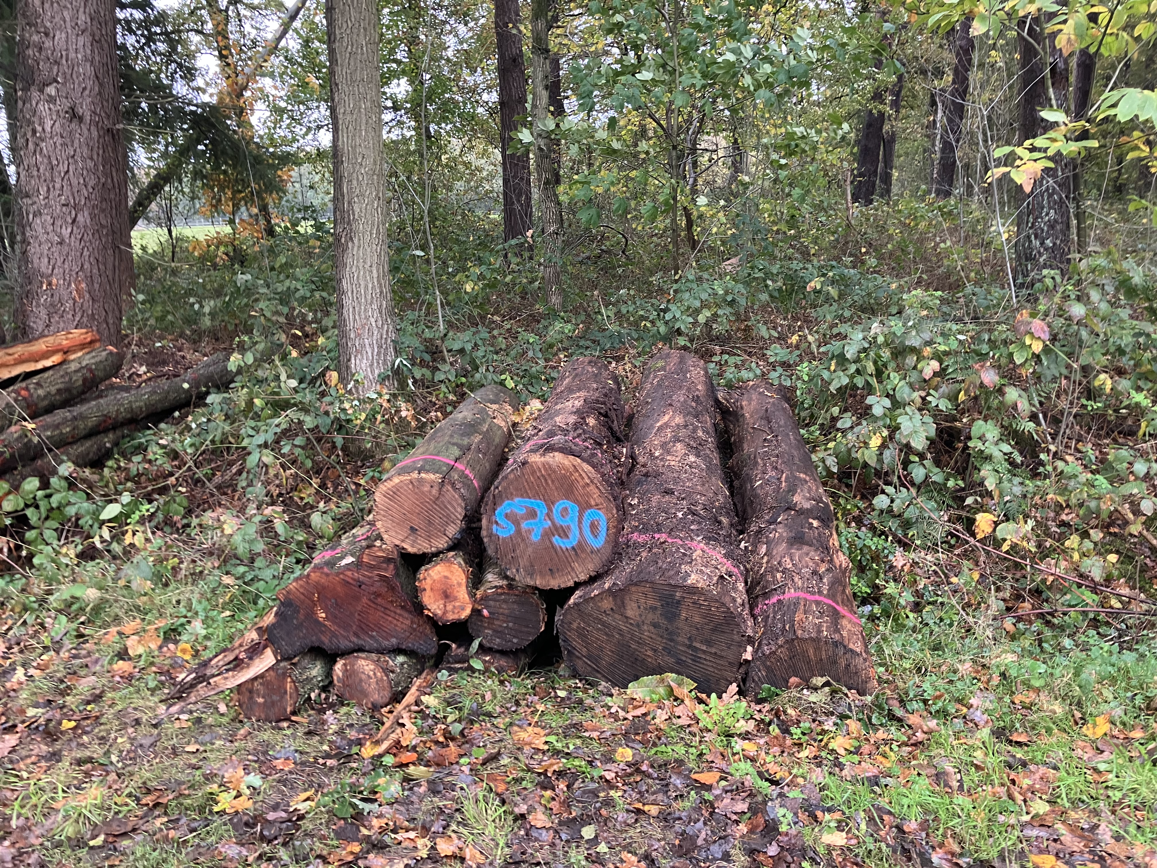 Birke/Eiche, Polter-Nr. 5790