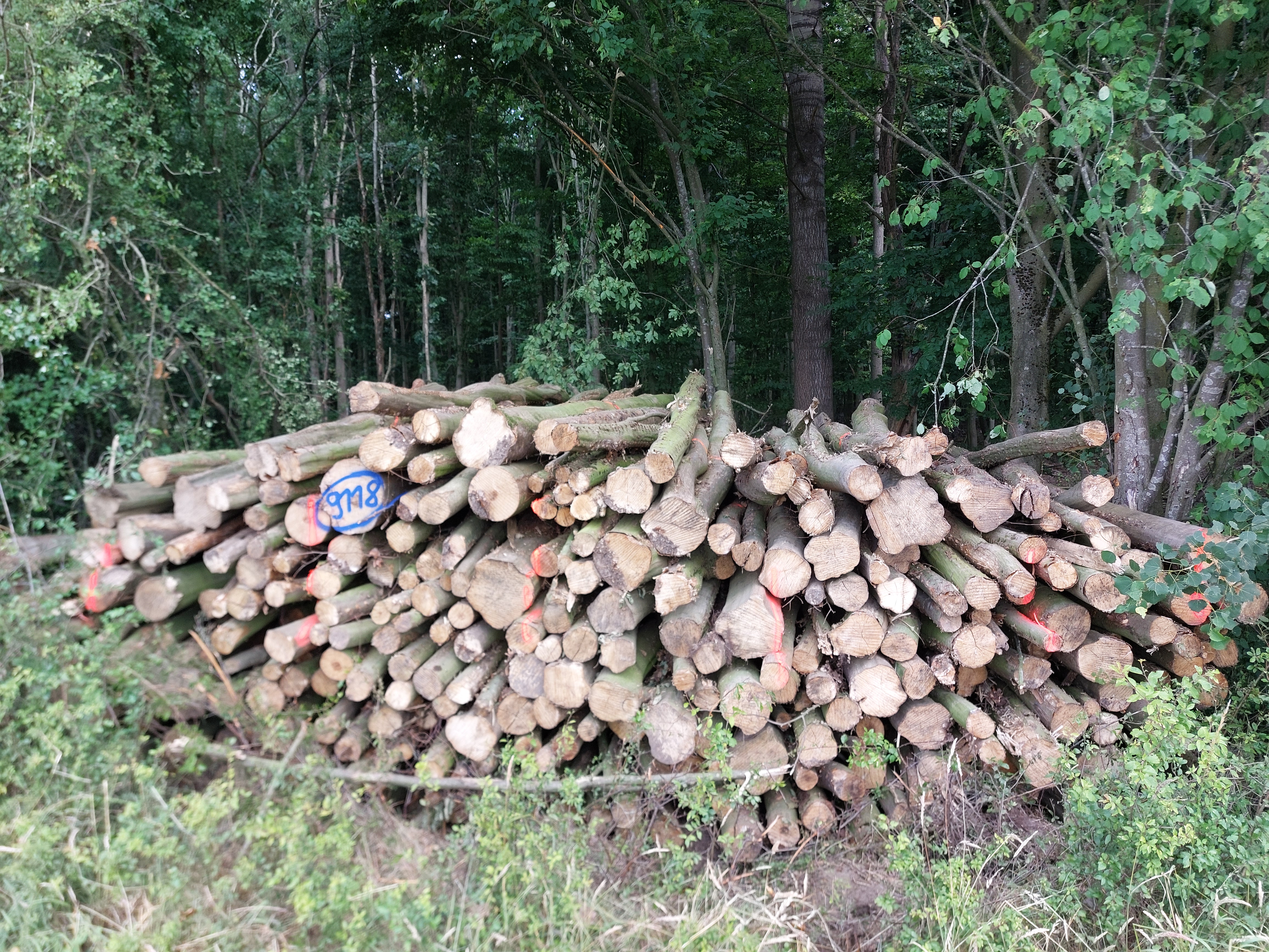 Hainbuche, Polter-Nr. 9118