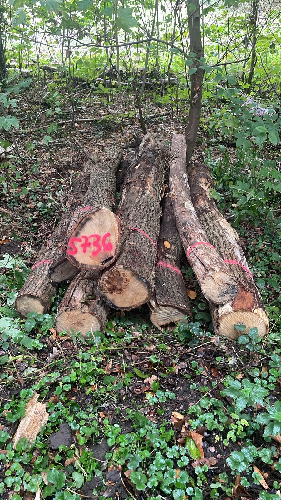 Eiche, Polter-Nr. 5736