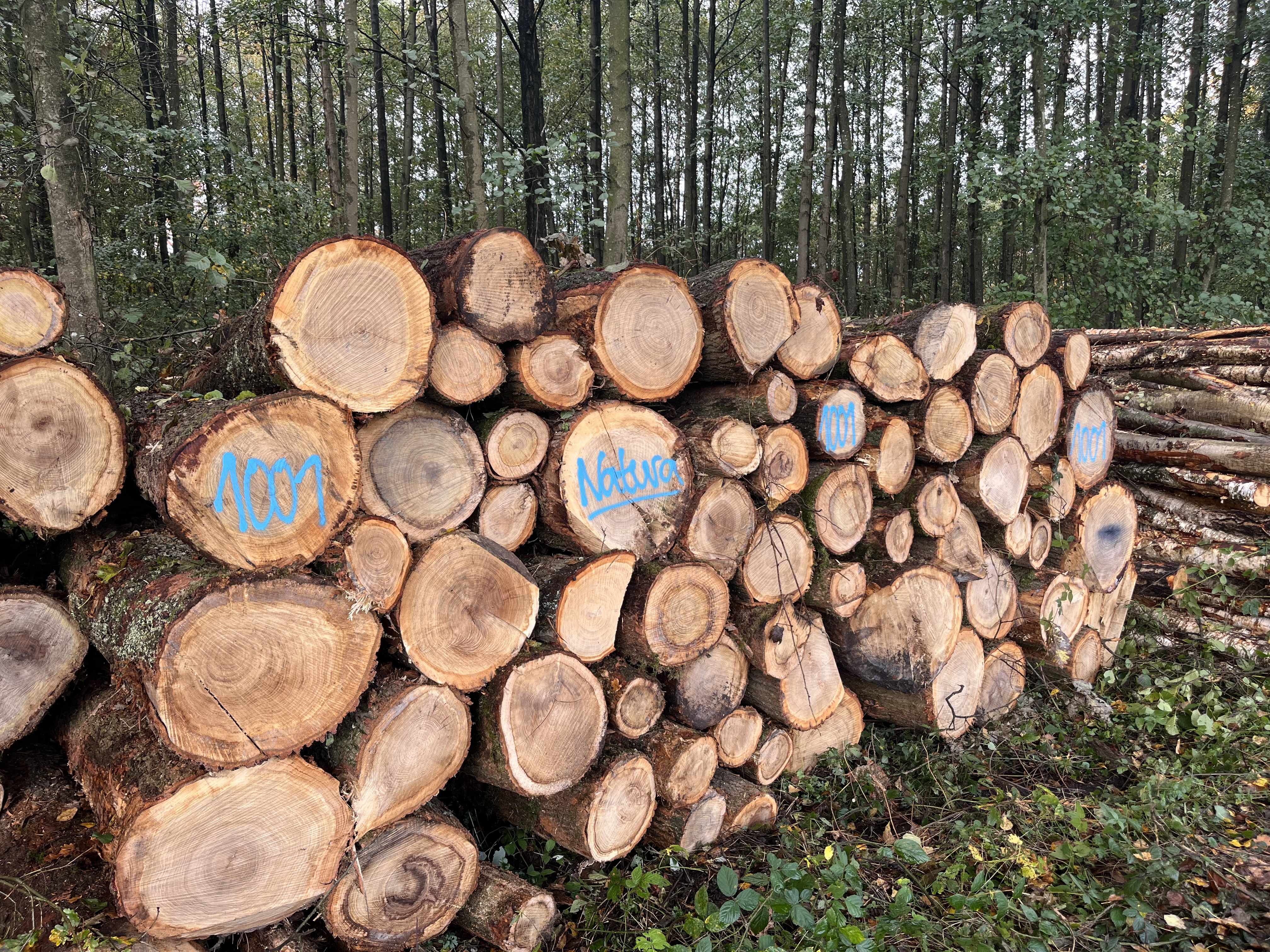 Eiche, Polter-Nr. 1001