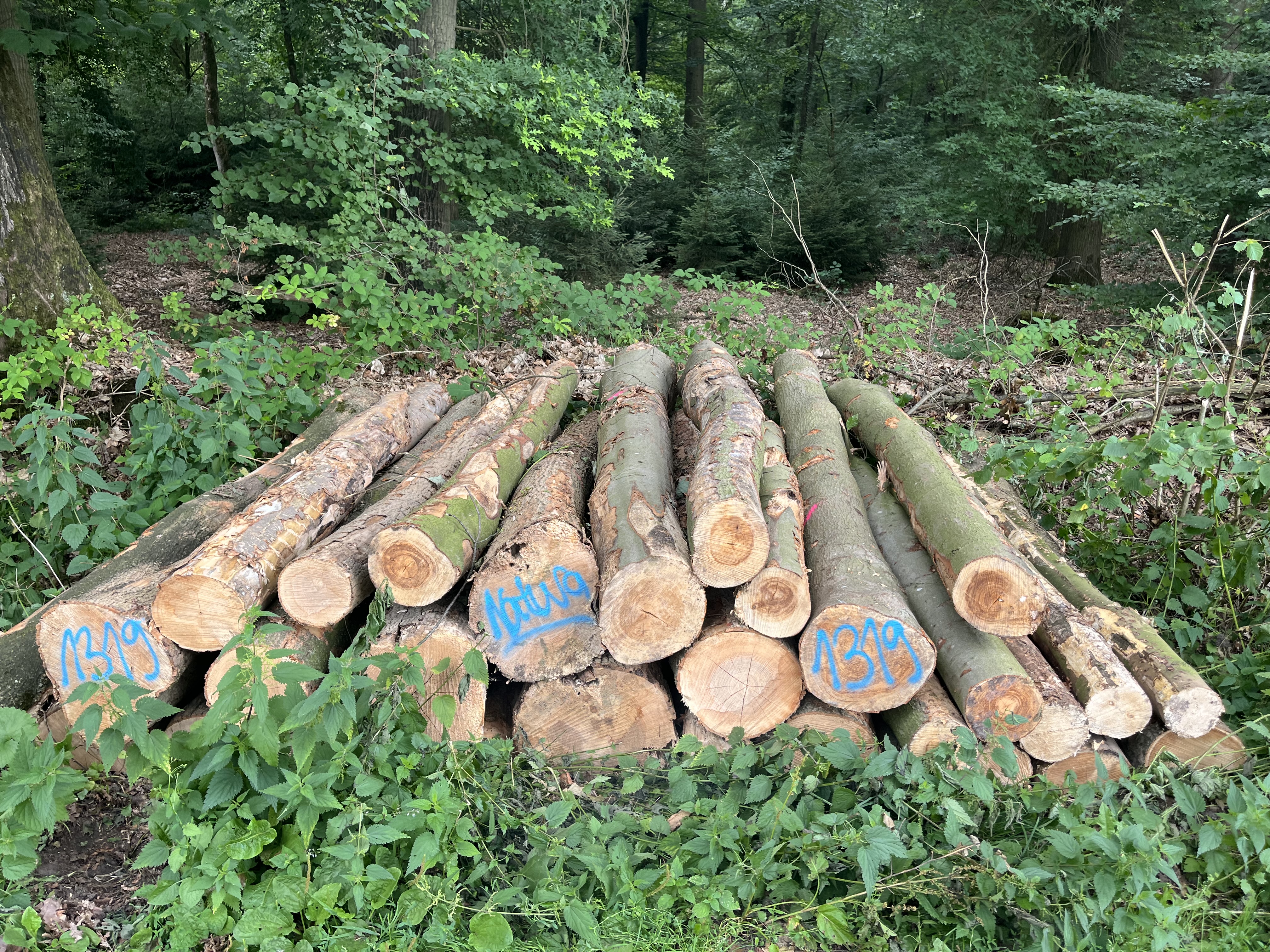 Buche/Esche, Polter-Nr. 1319