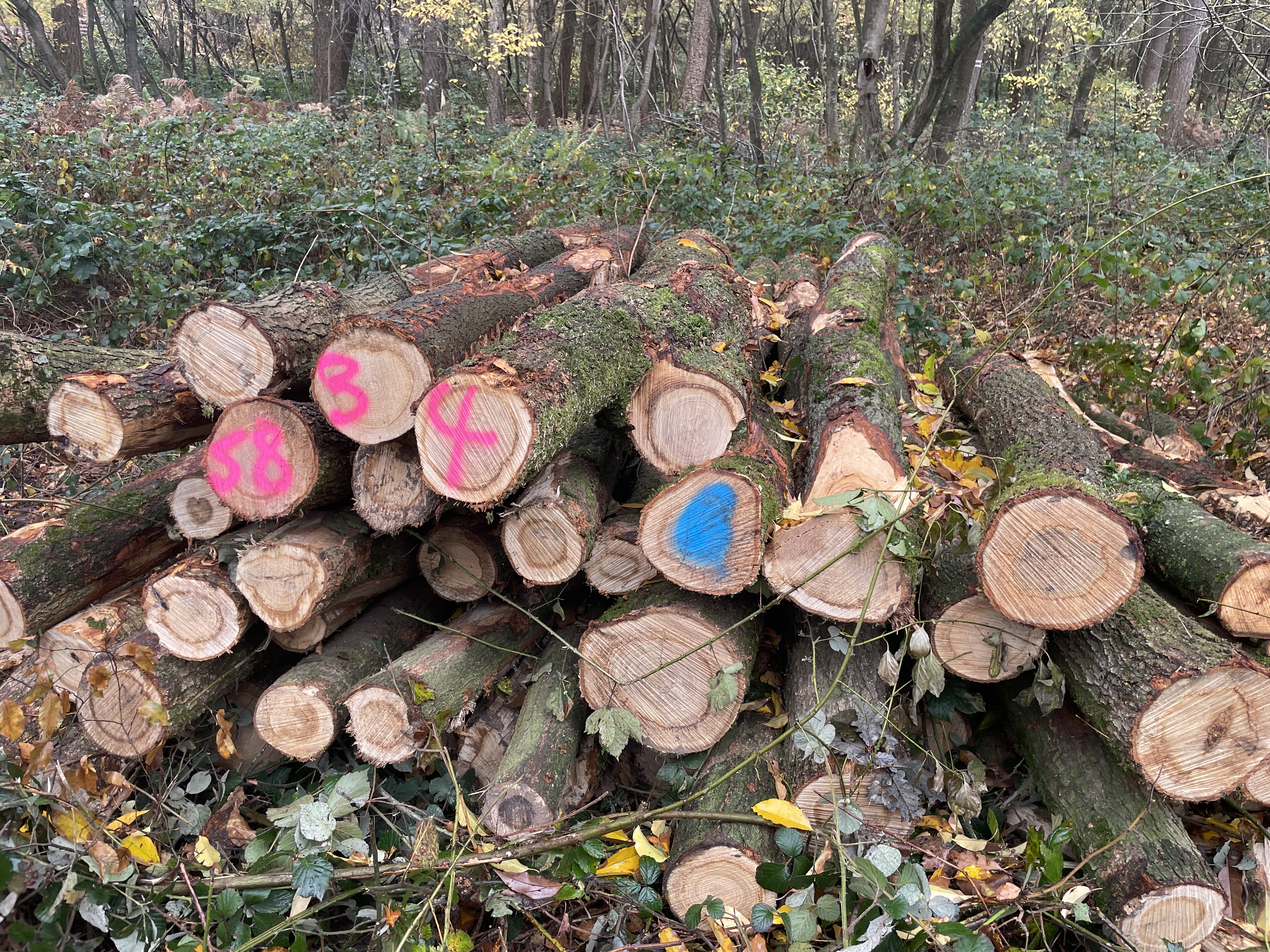 Eiche, Polter-Nr. 5834