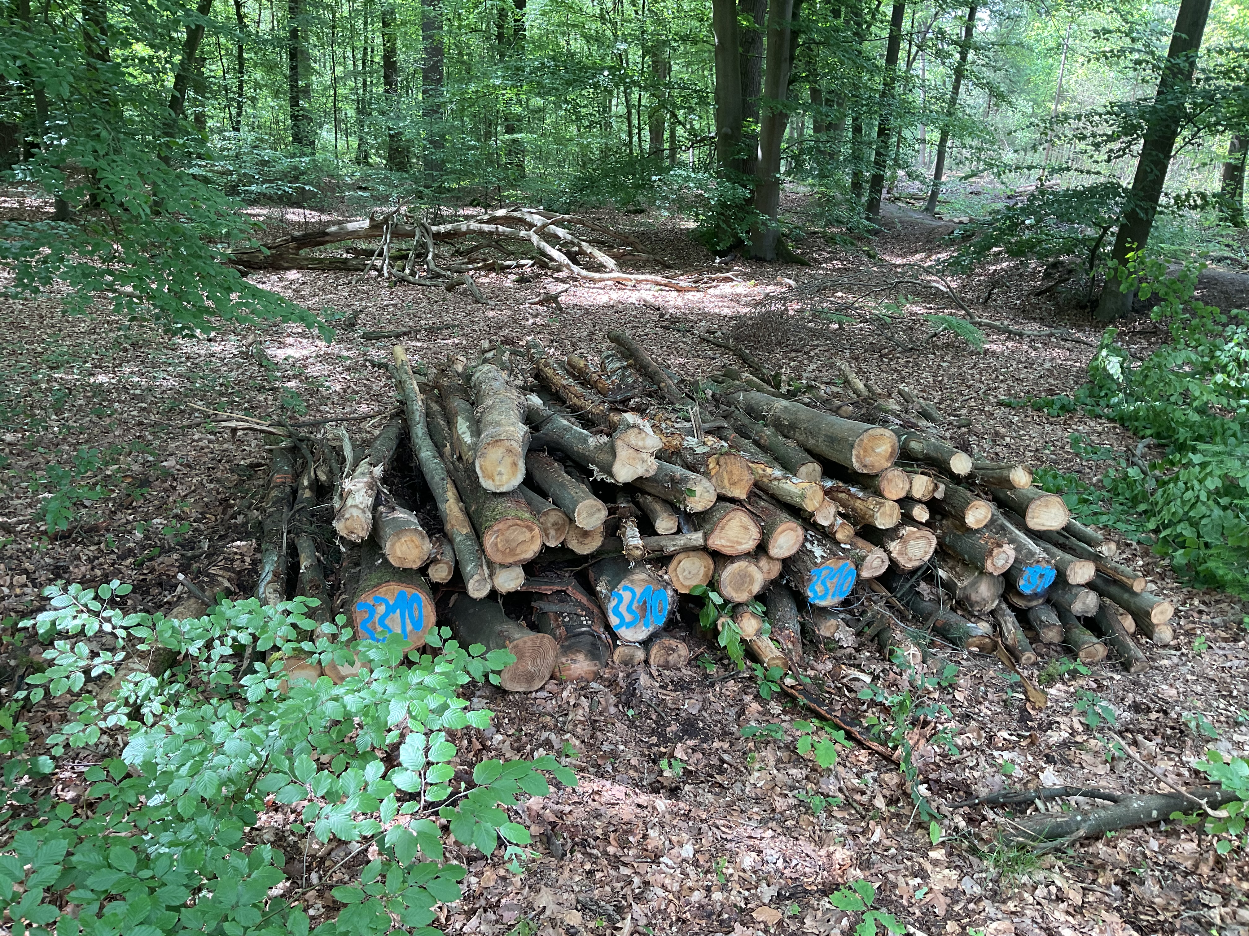 Eiche, Polter-Nr. 3310