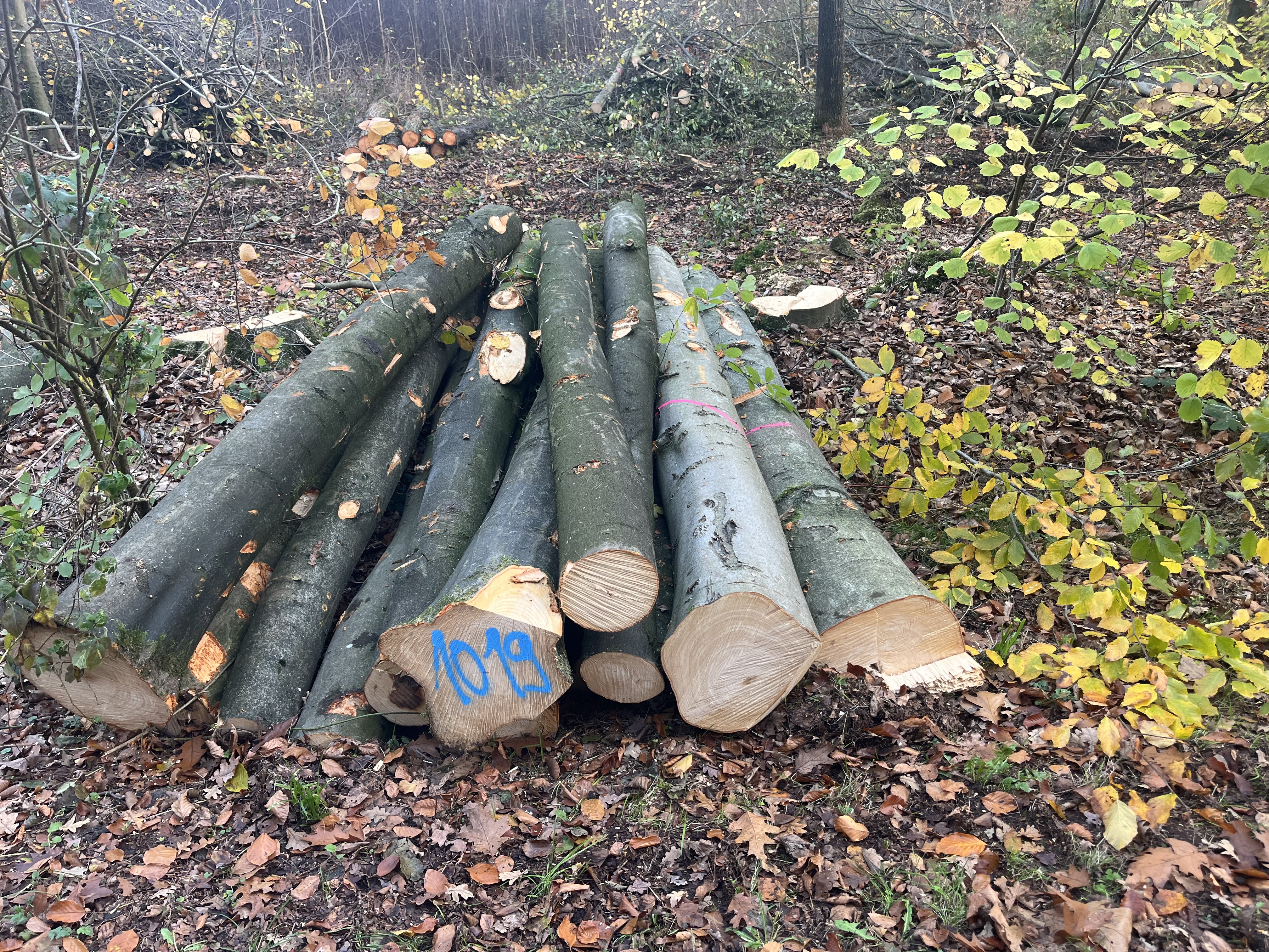 Buche, Polter-Nr. 1019