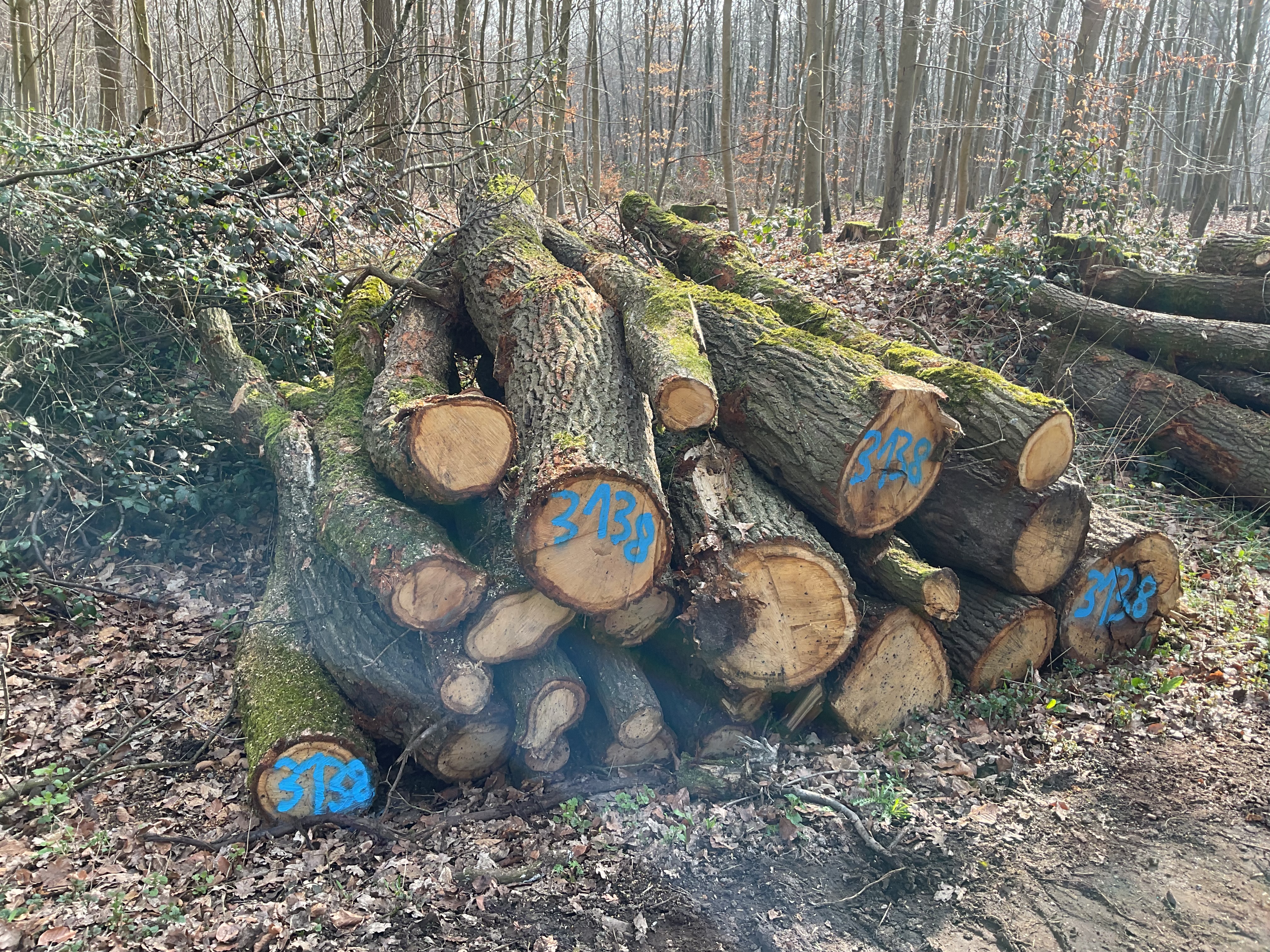 Eiche, Polter-Nr. 3138