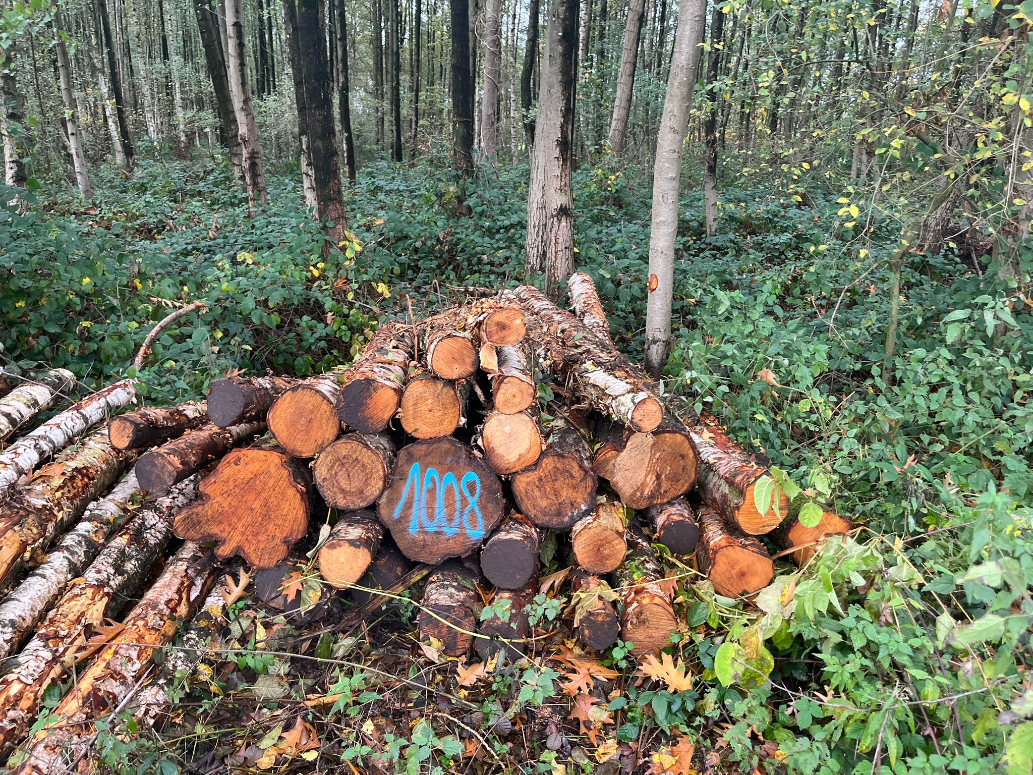 Birke, Polter-Nr. 1008